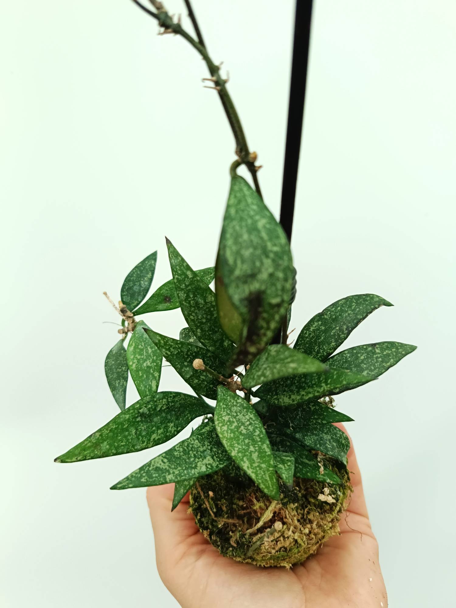 Hoya parviflora splash