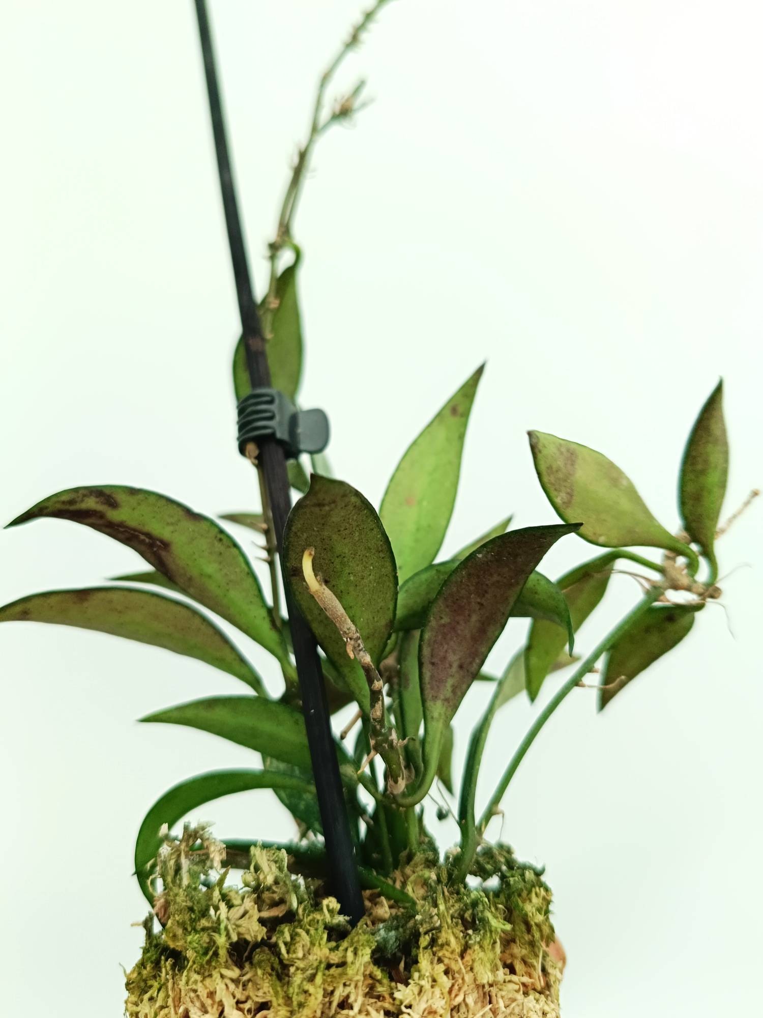 Hoya parviflora splash