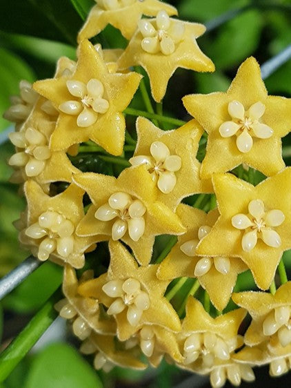 Hoya sp. 'ut 030' flower