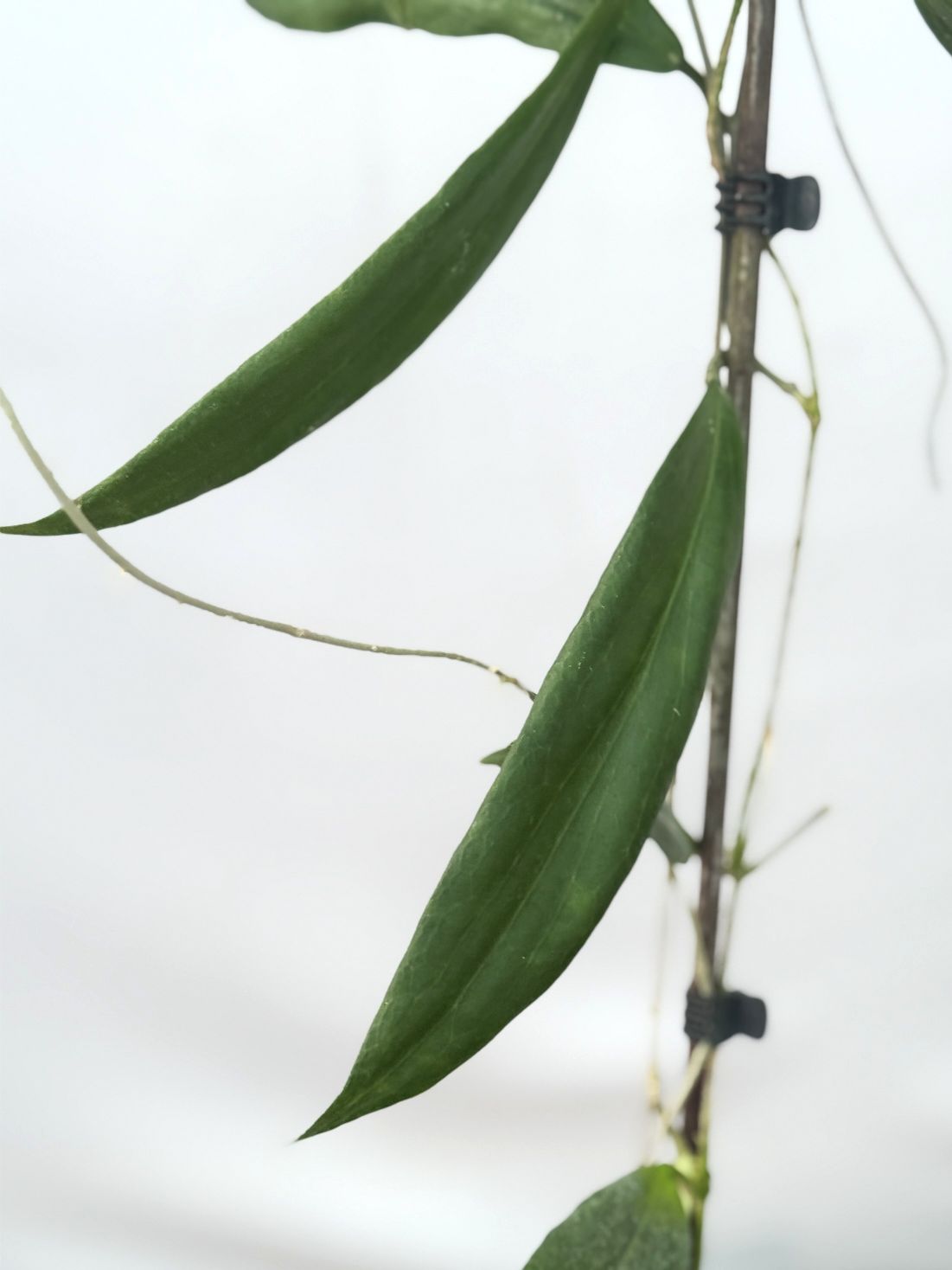 Hoya sp. UT 248