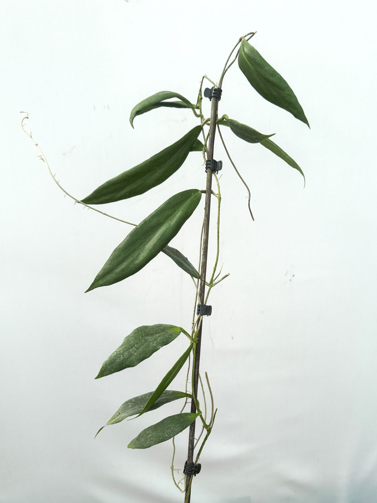 Hoya sp. UT 248