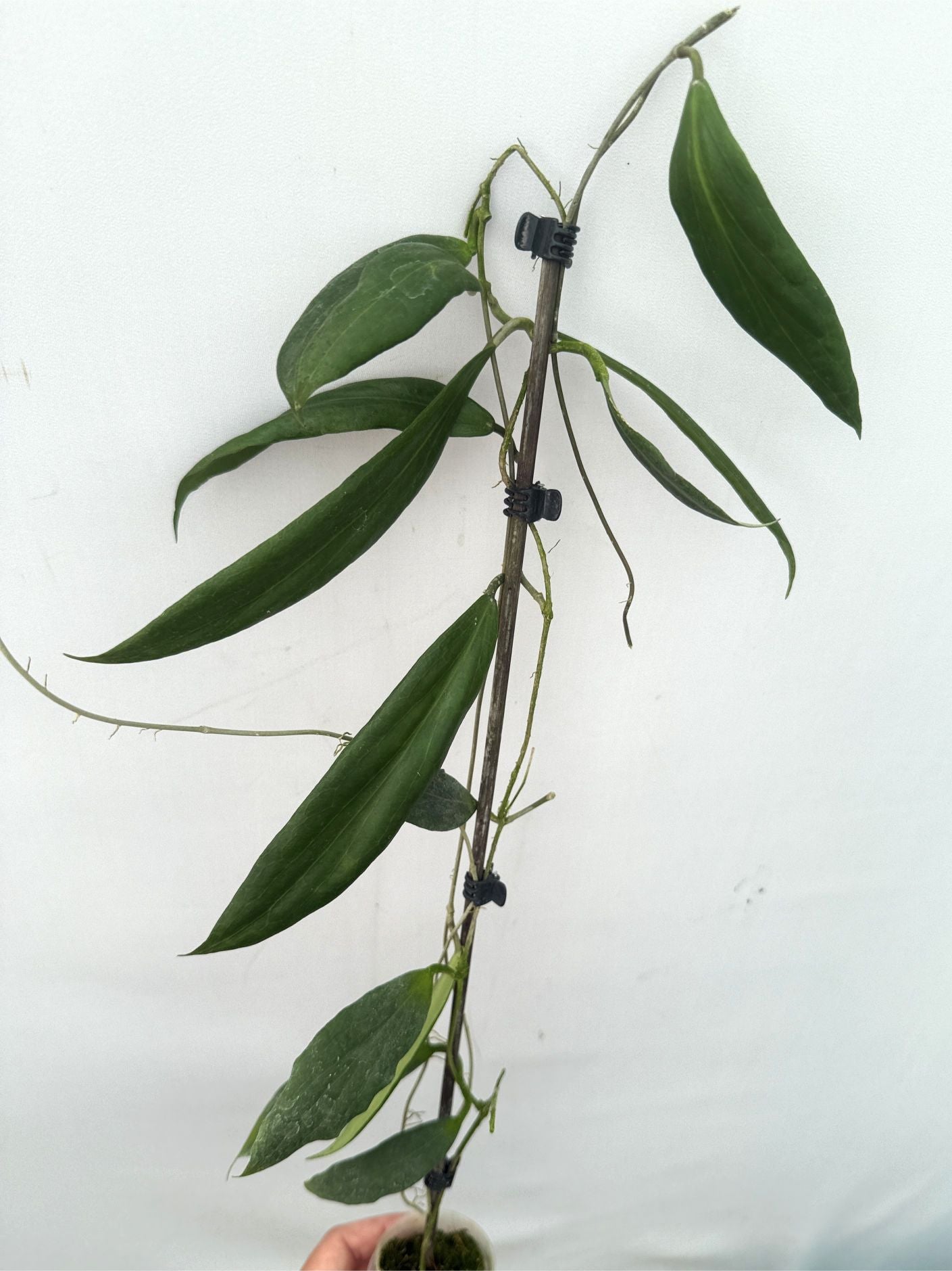Hoya sp. UT 248