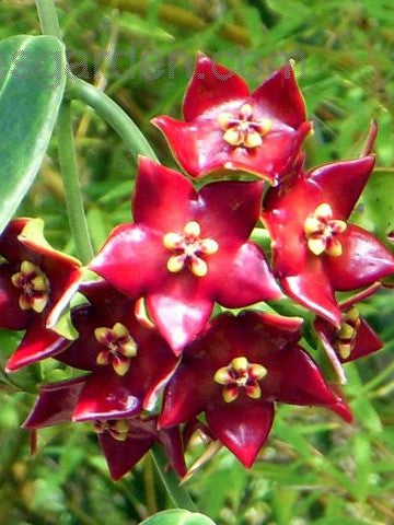 Hoya Sussuela flower