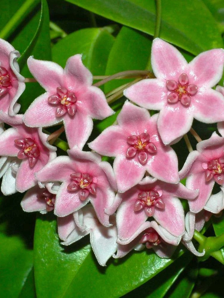 Hoya Tannaensis | Welovetropicalplants