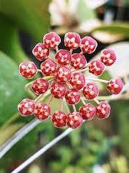 Hoya Tsangii flower