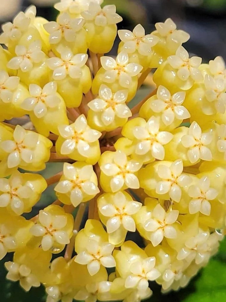 Hoya Vitellinoides flower