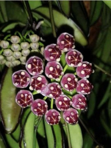 hoya wayetii tricolor variegata Hoya Wayetii variegata