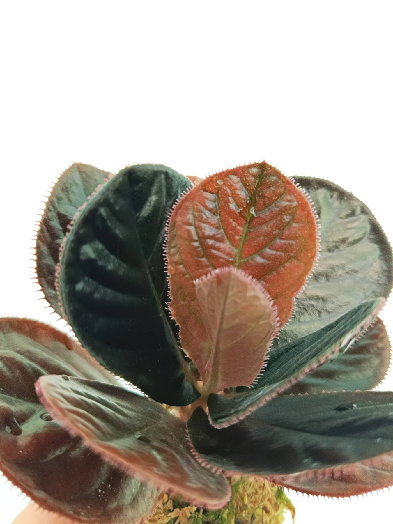 Labisia sp. Kalimantan