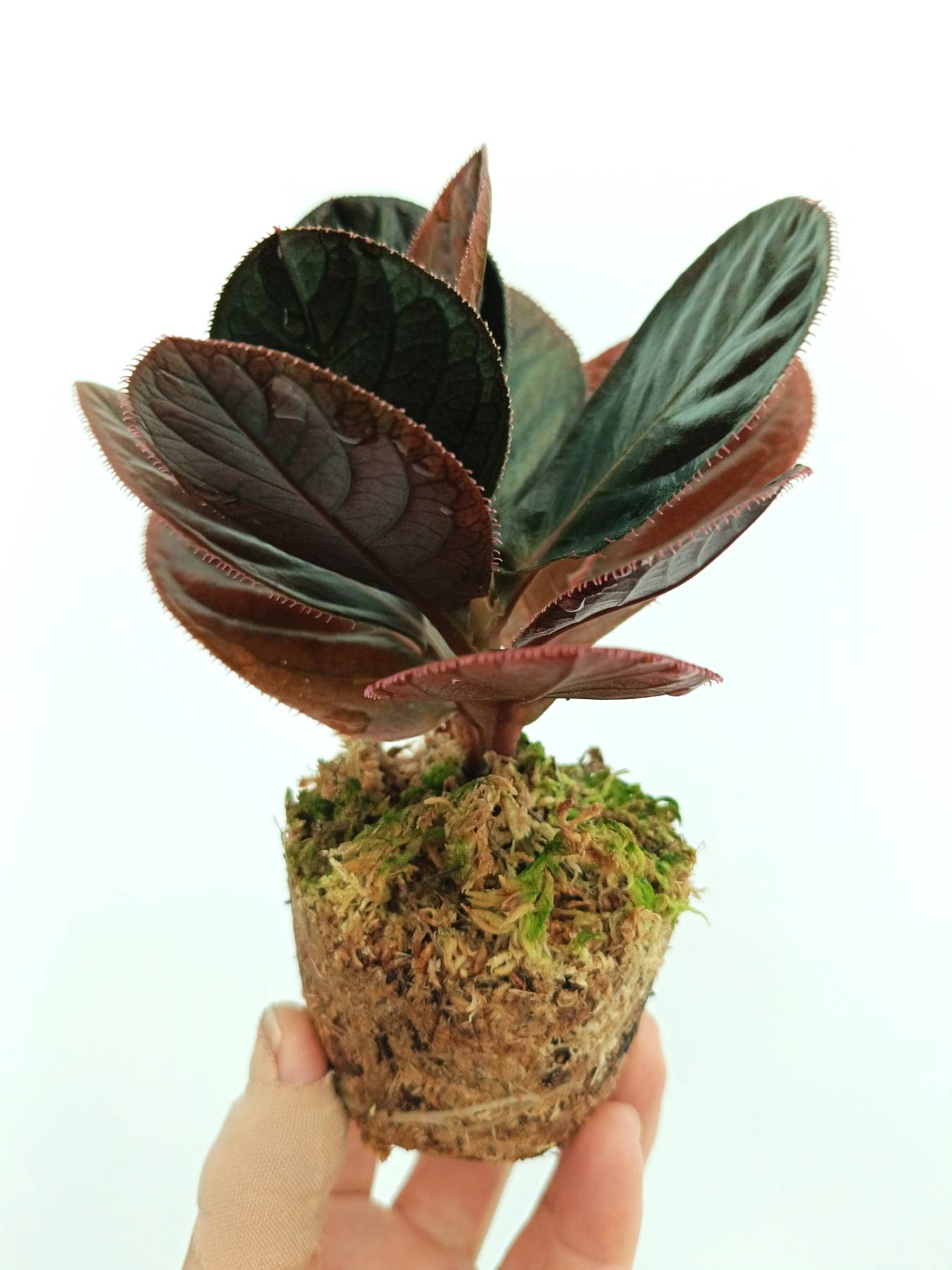 Labisia sp. Kalimantan