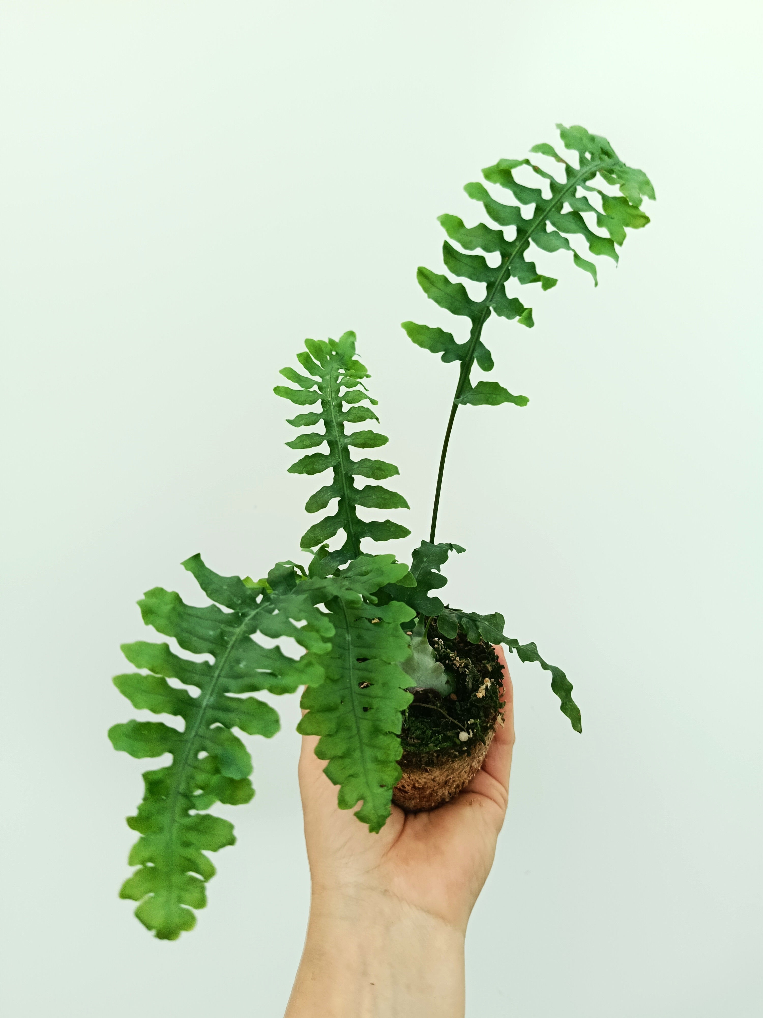 Lecanopteris desparioides