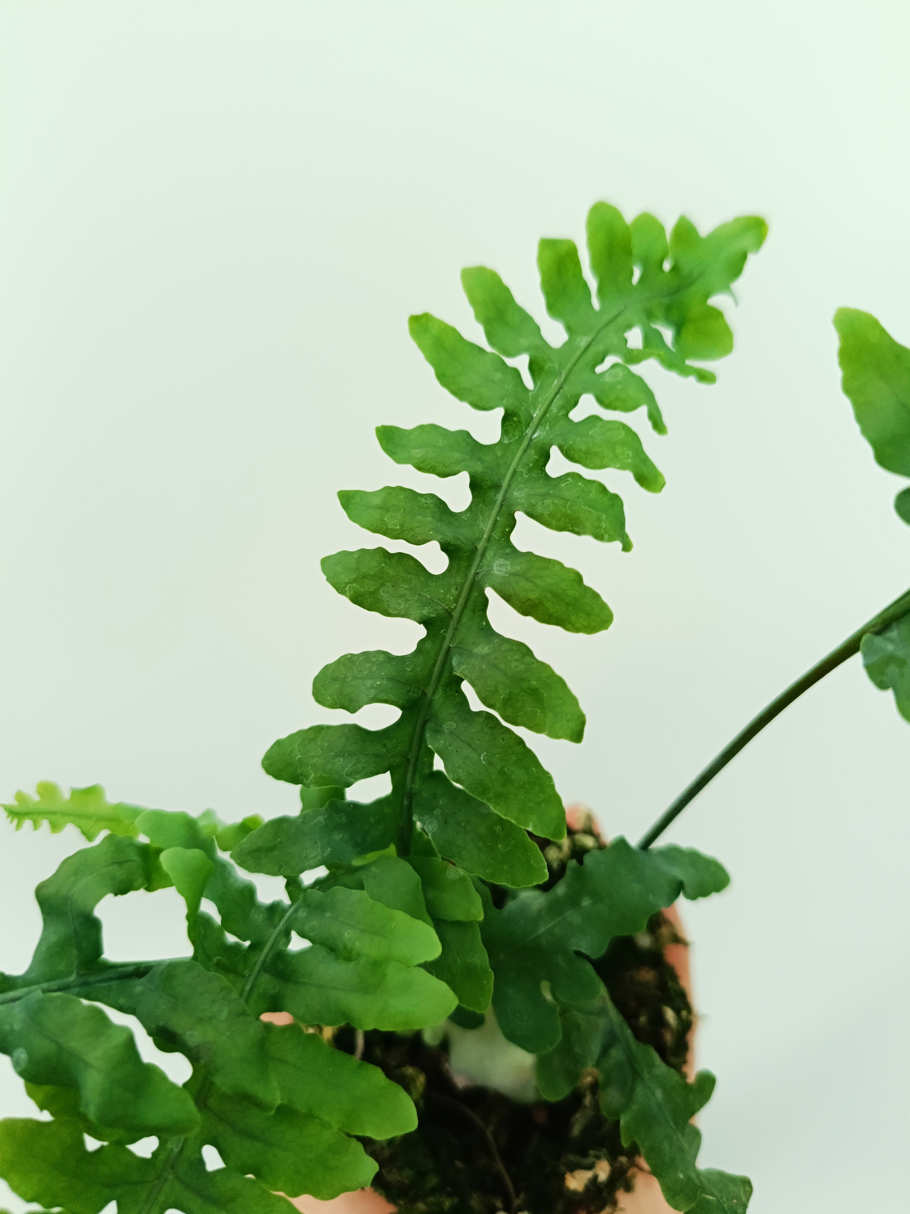 Lecanopteris desparioides