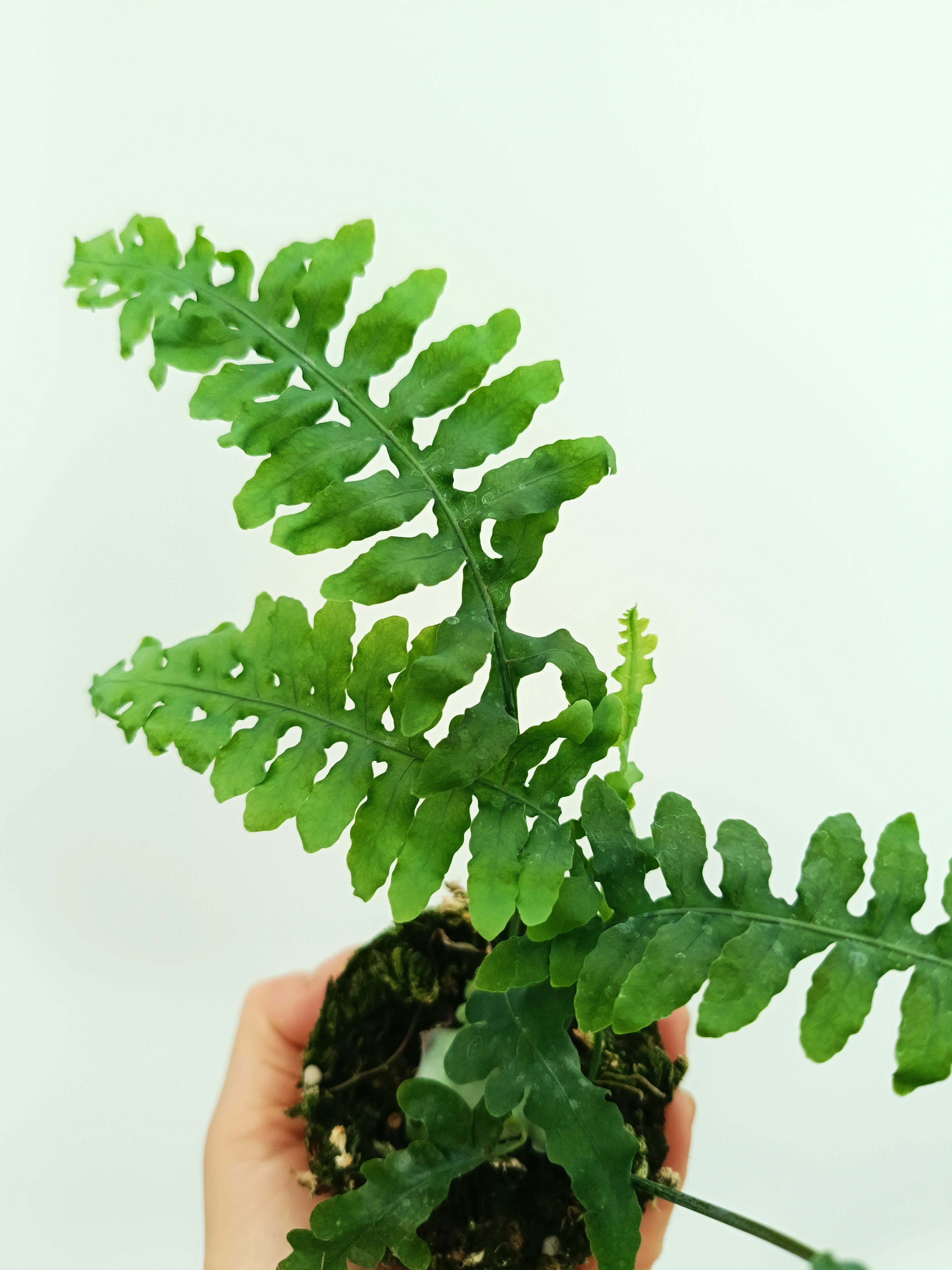 Lecanopteris desparioides