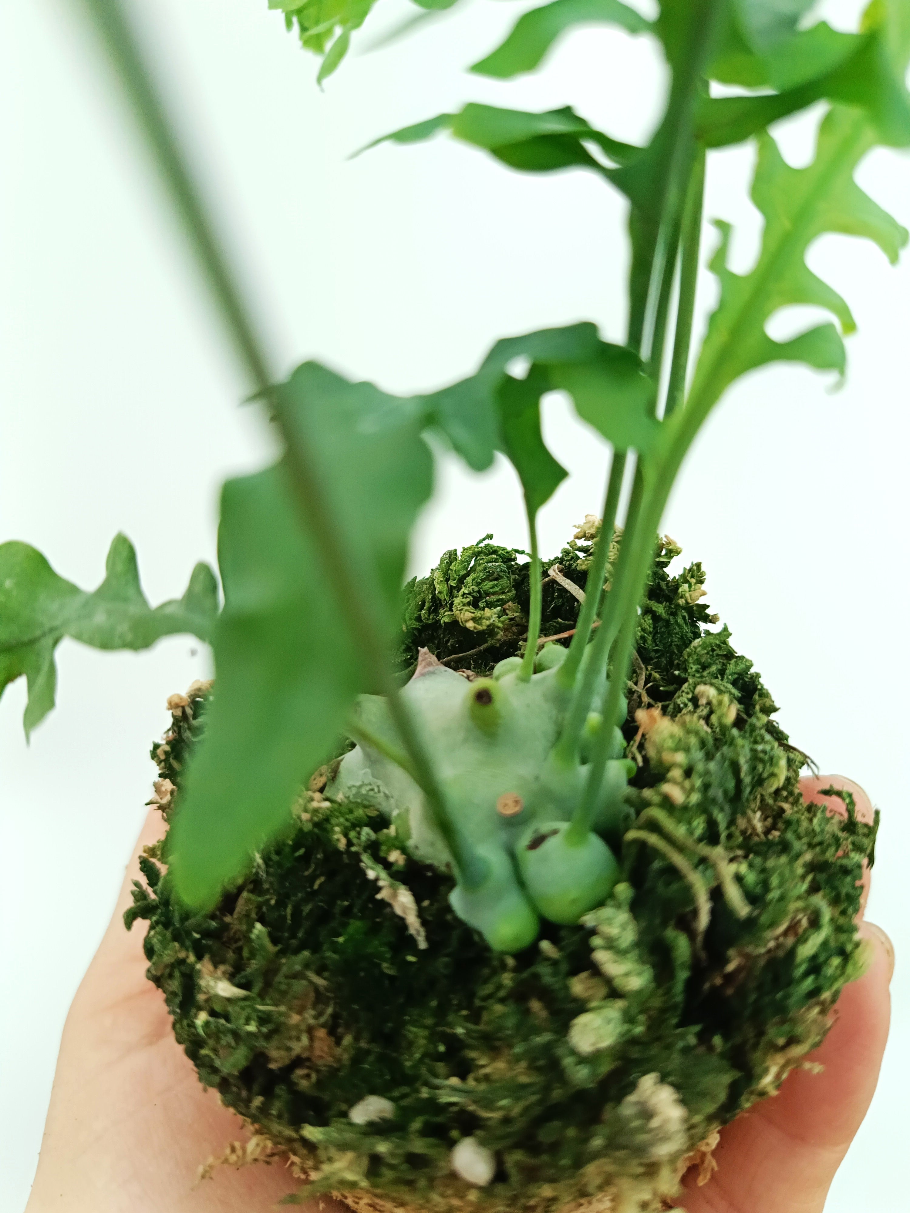 Lecanopteris desparioides