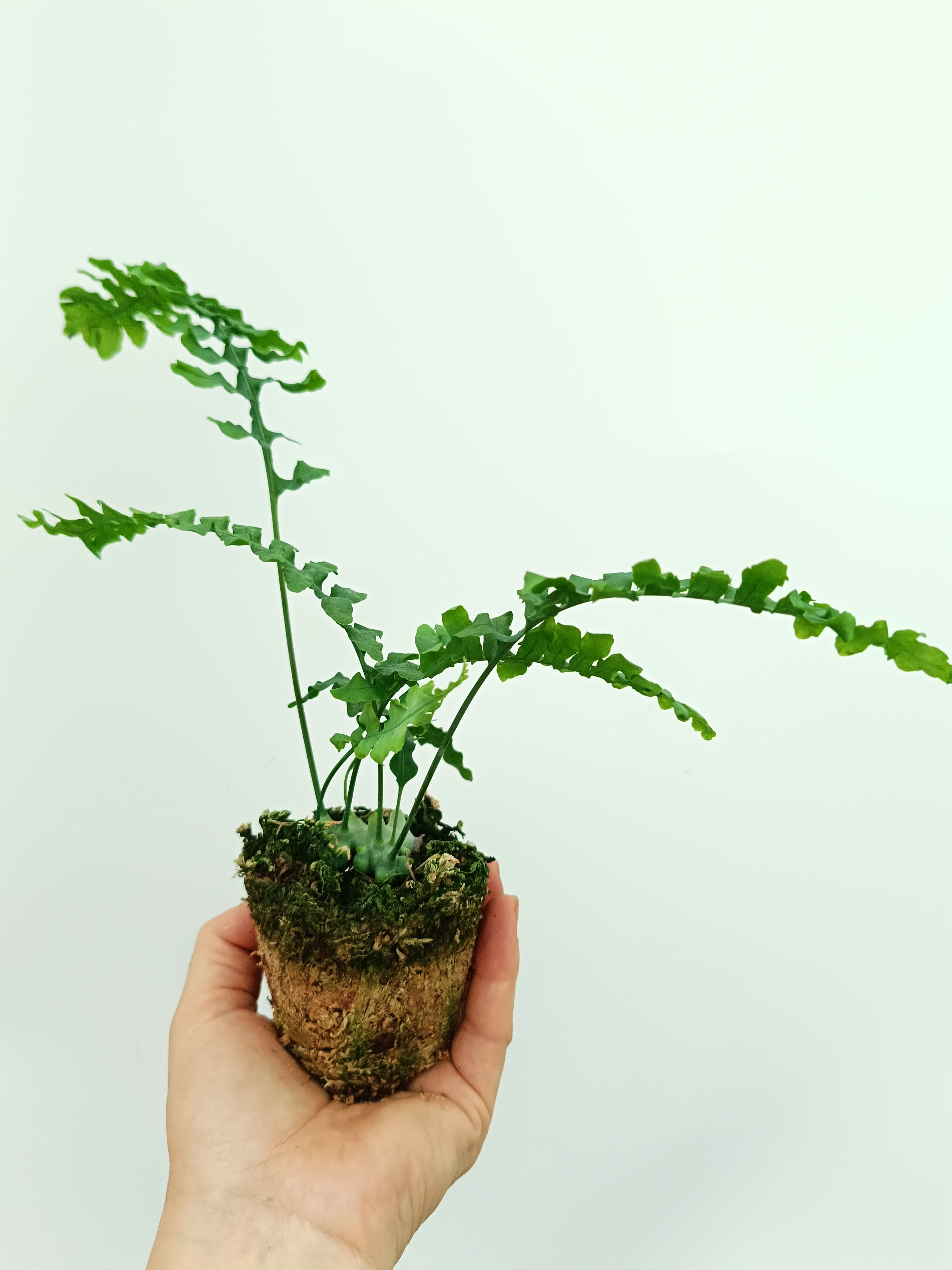 Lecanopteris desparioides