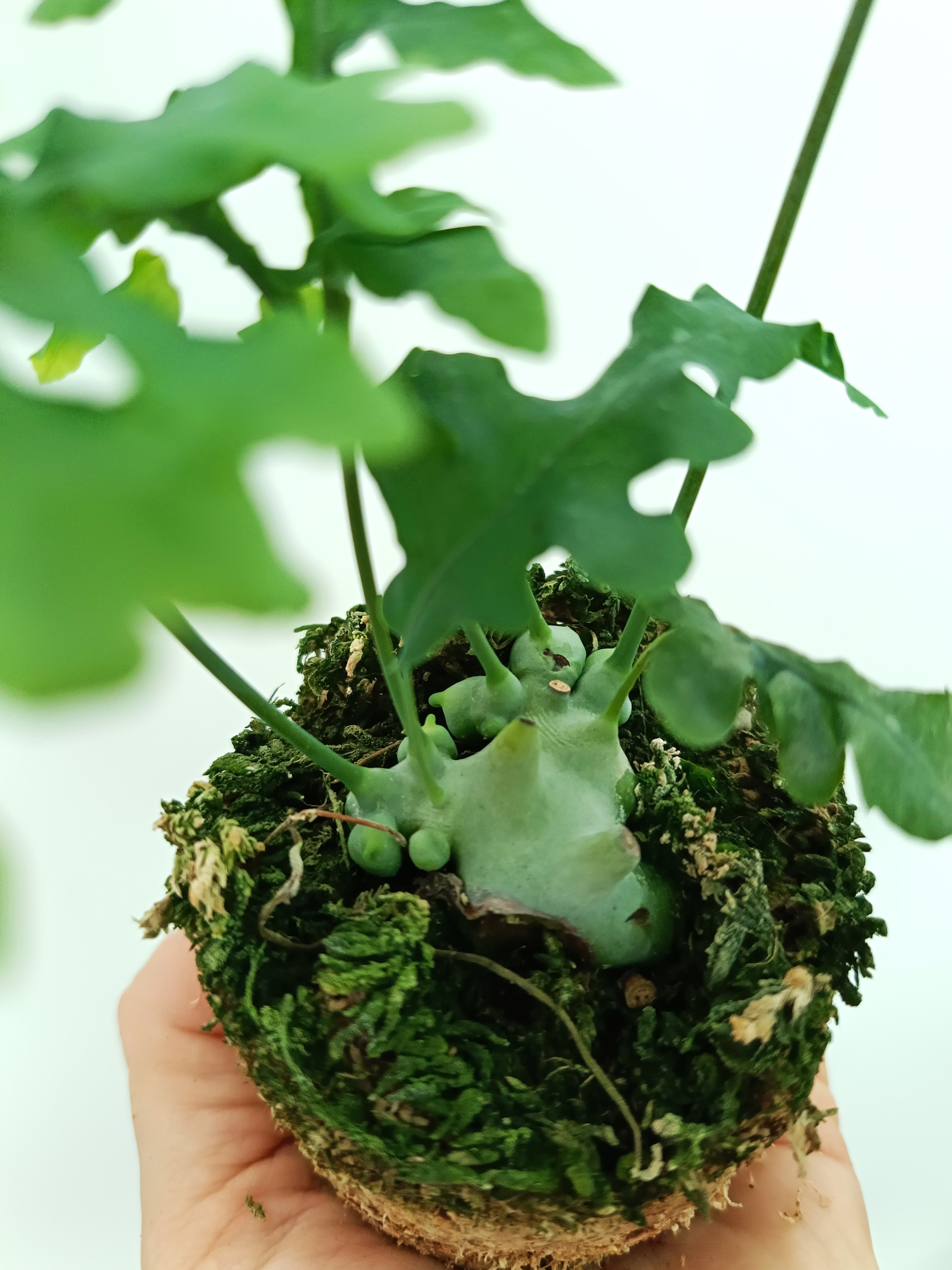 Lecanopteris desparioides