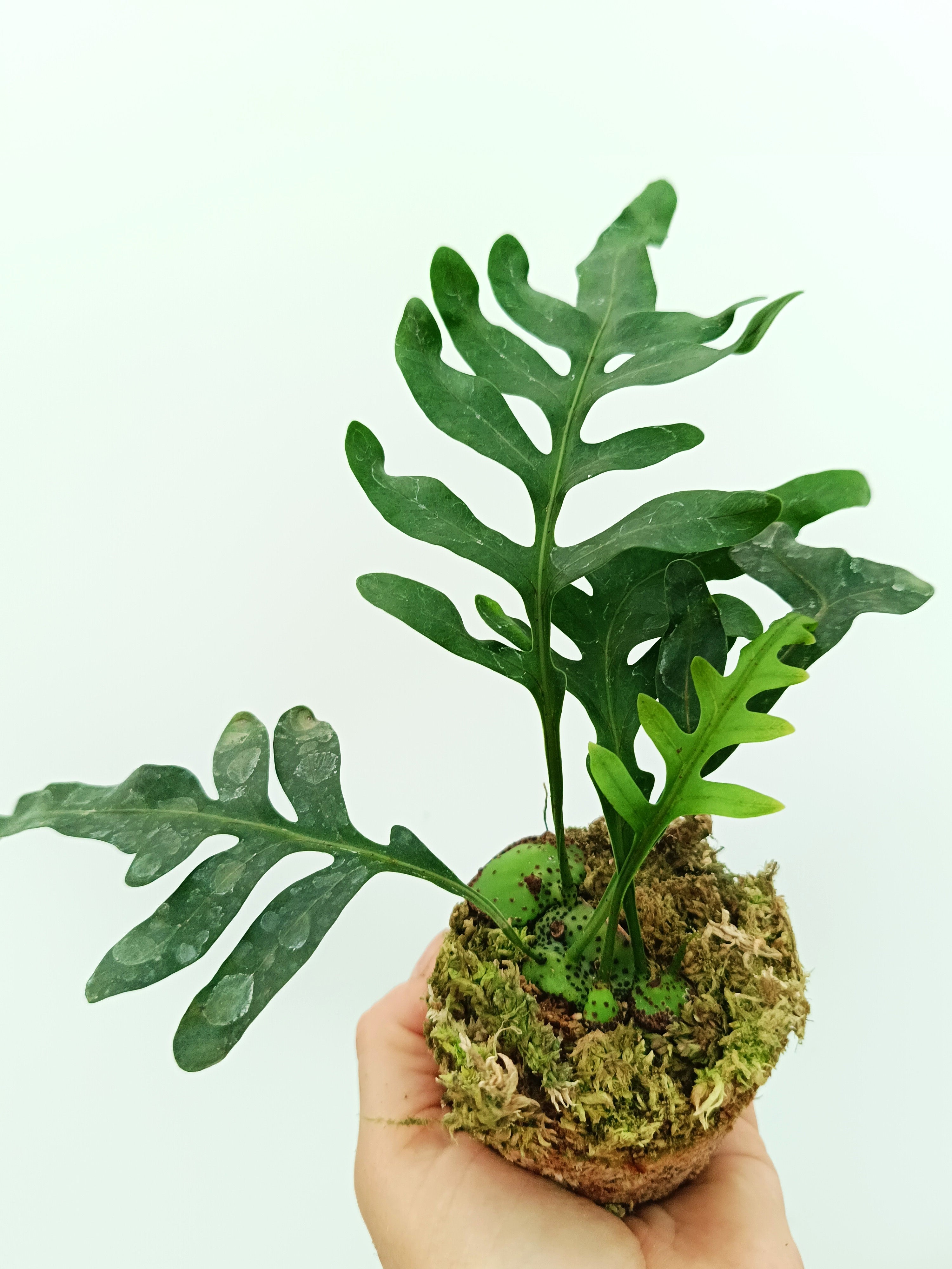 Lecanopteris mirabilis