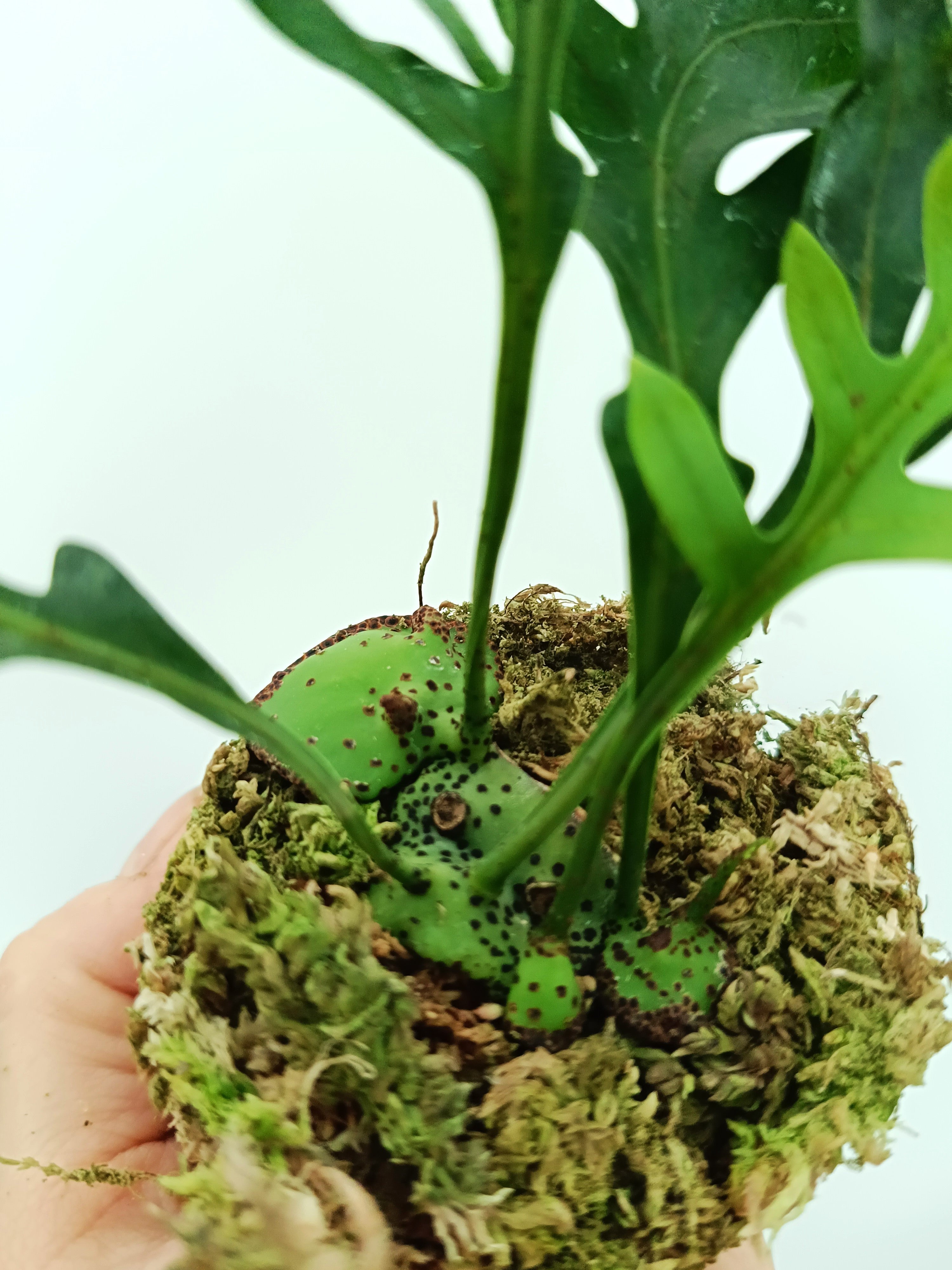 Lecanopteris mirabilis