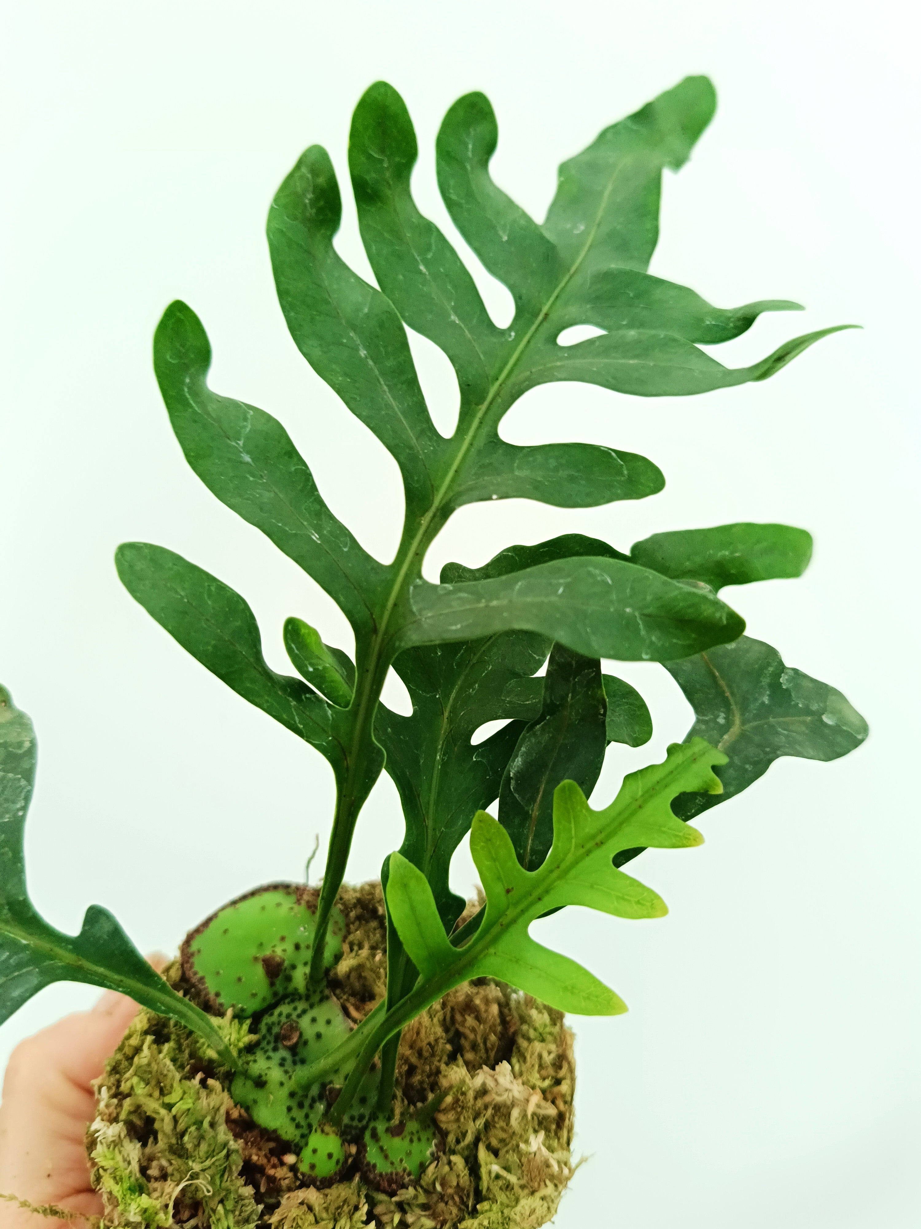 Lecanopteris mirabilis