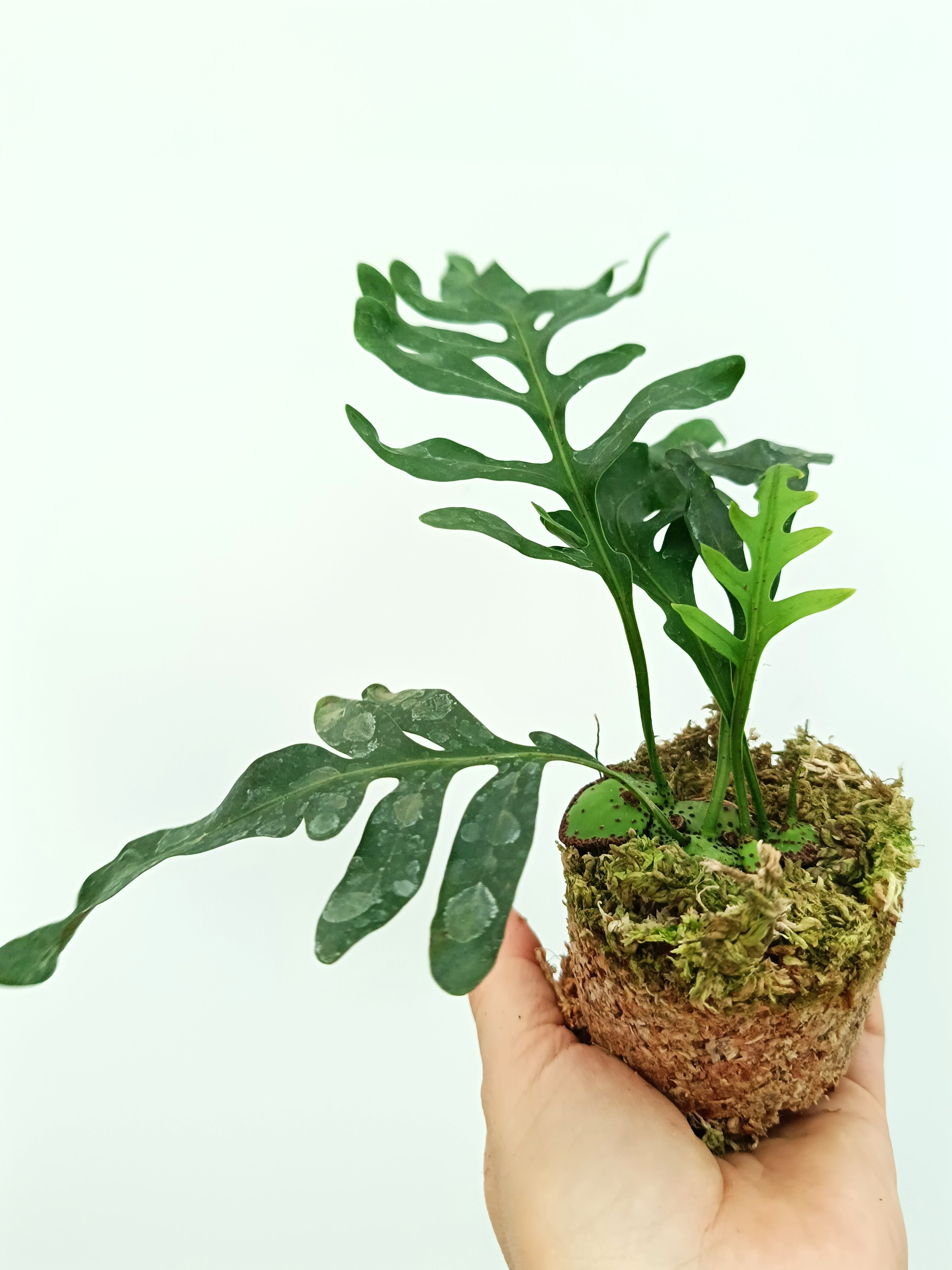 Lecanopteris mirabilis