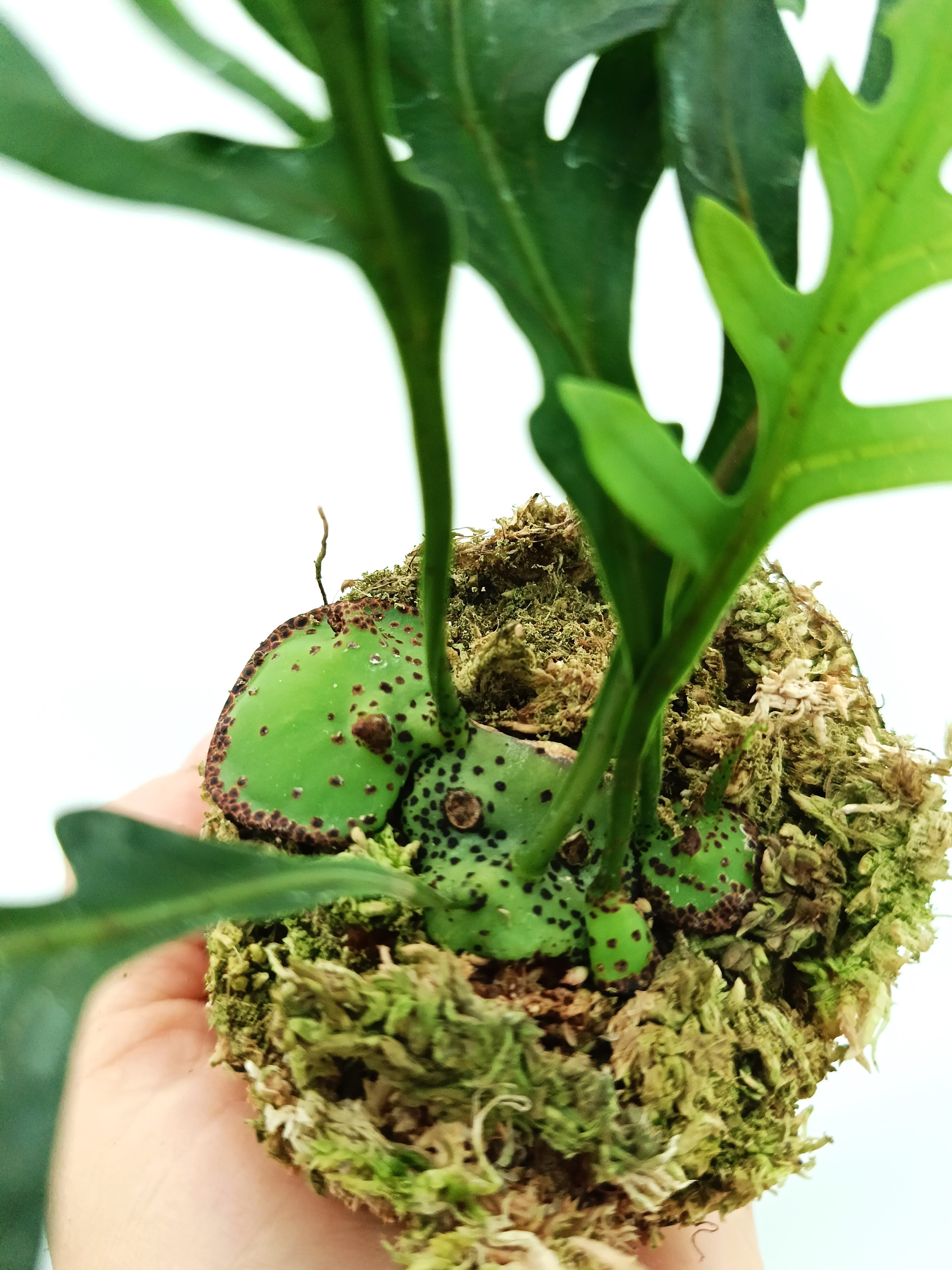 Lecanopteris mirabilis