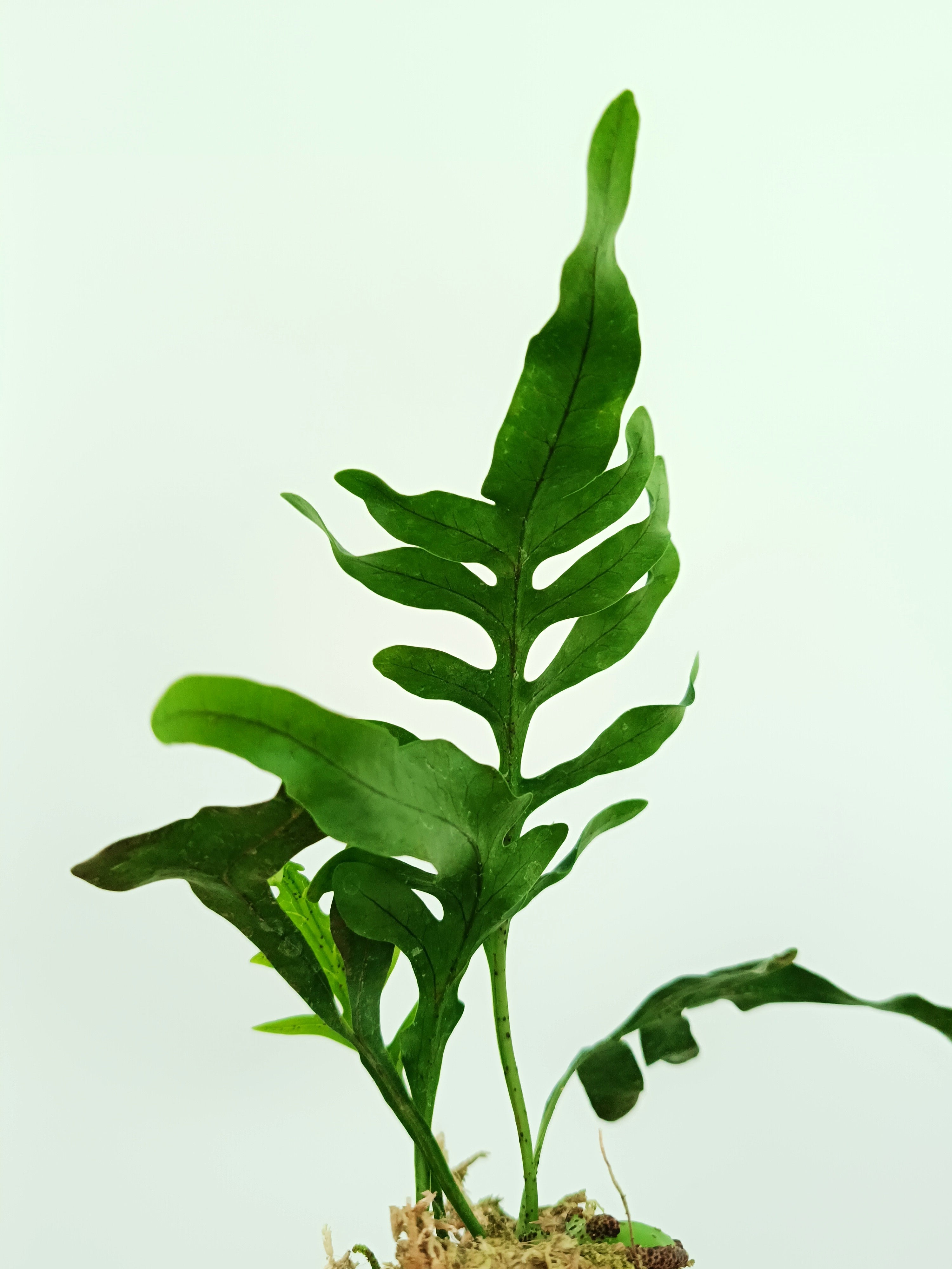 Lecanopteris mirabilis