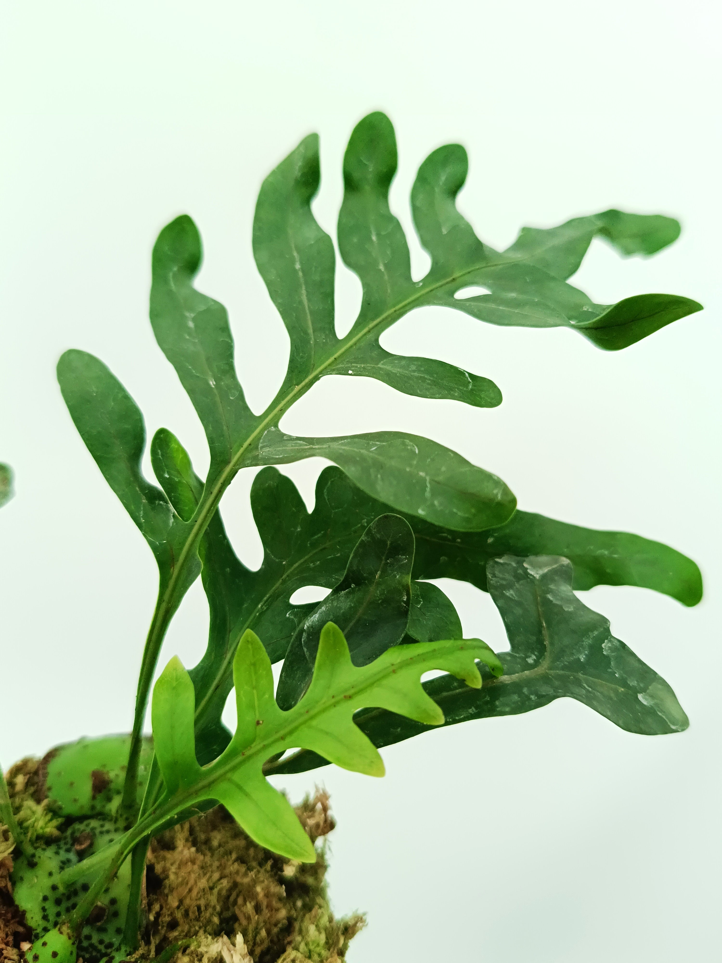 Lecanopteris mirabilis