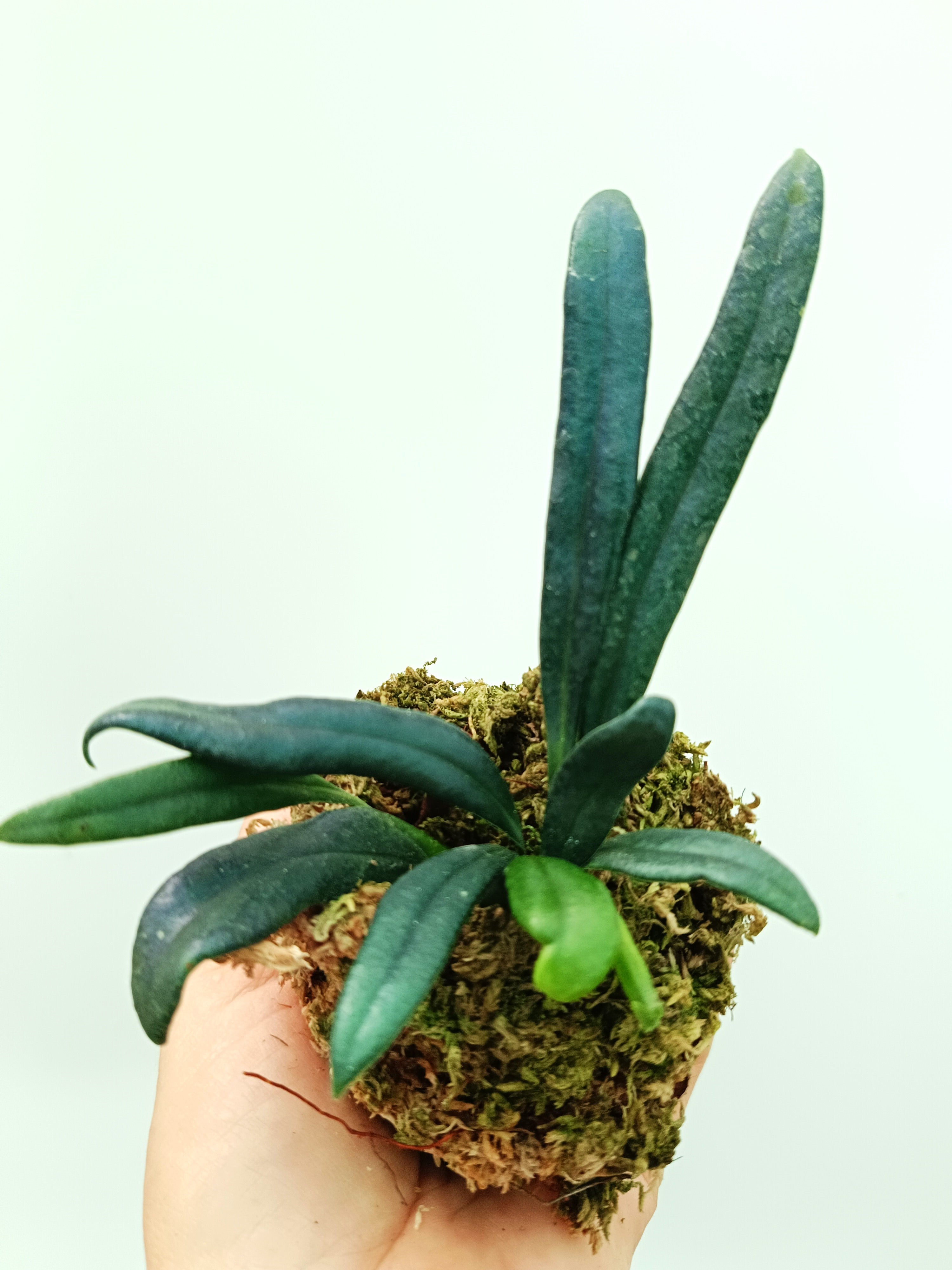 Microsorum thailandicum