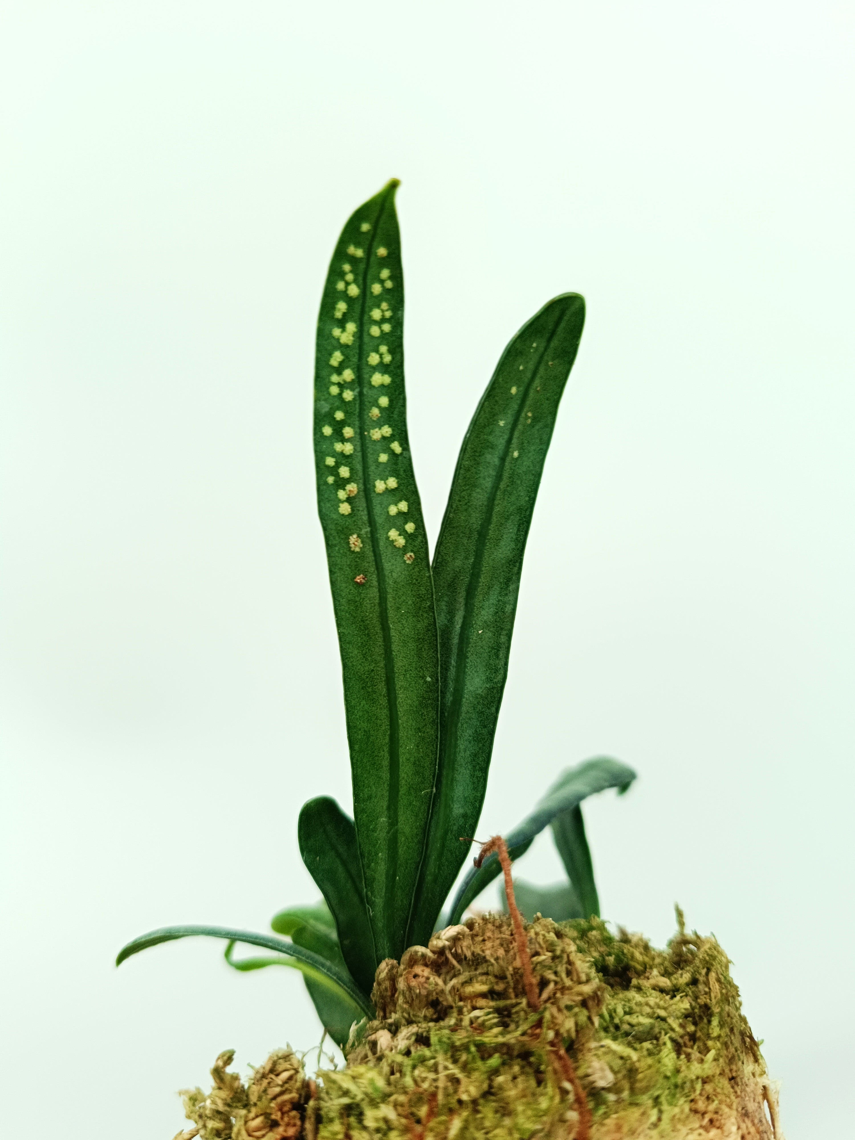 Microsorum thailandicum