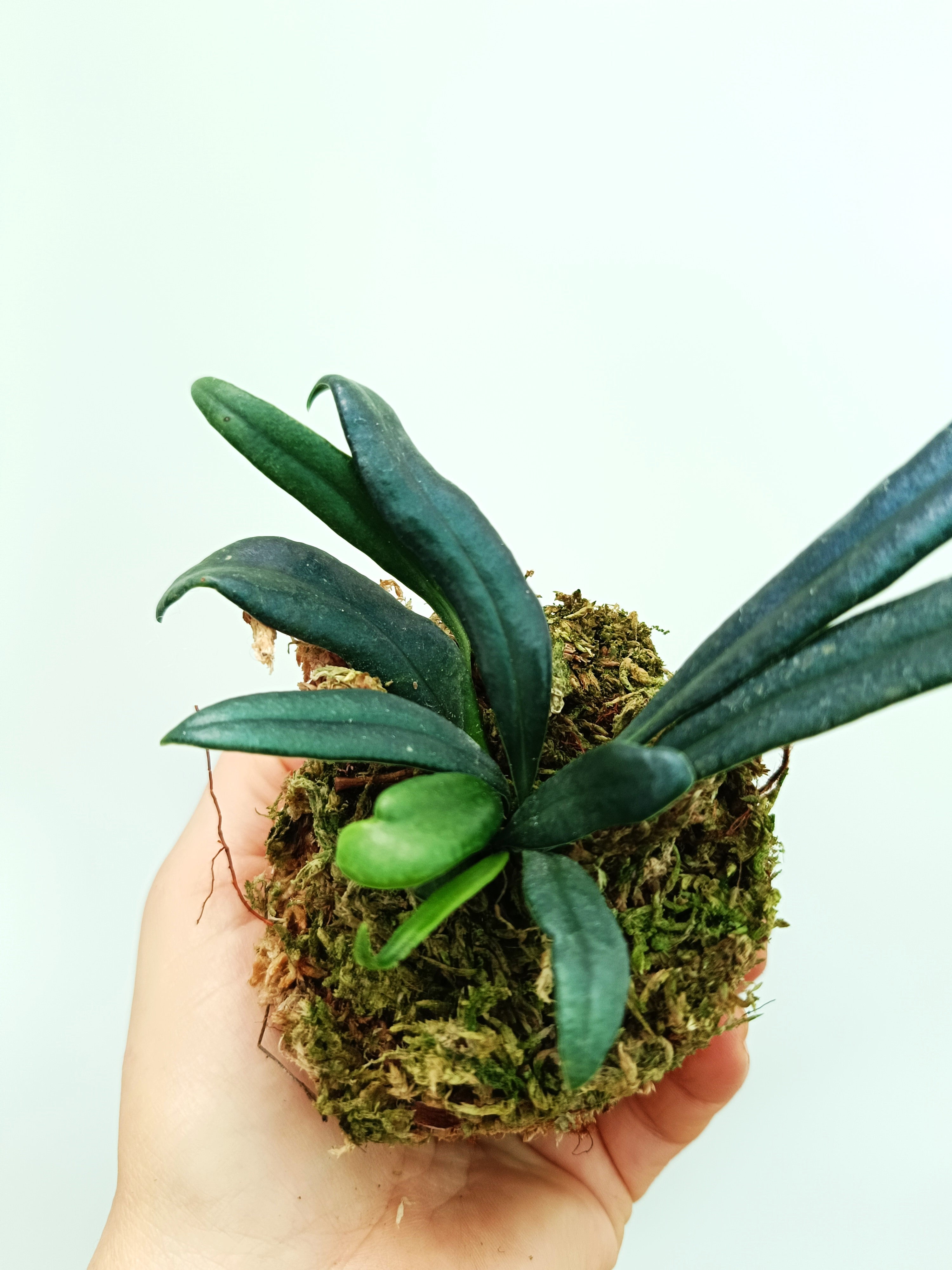 Microsorum thailandicum