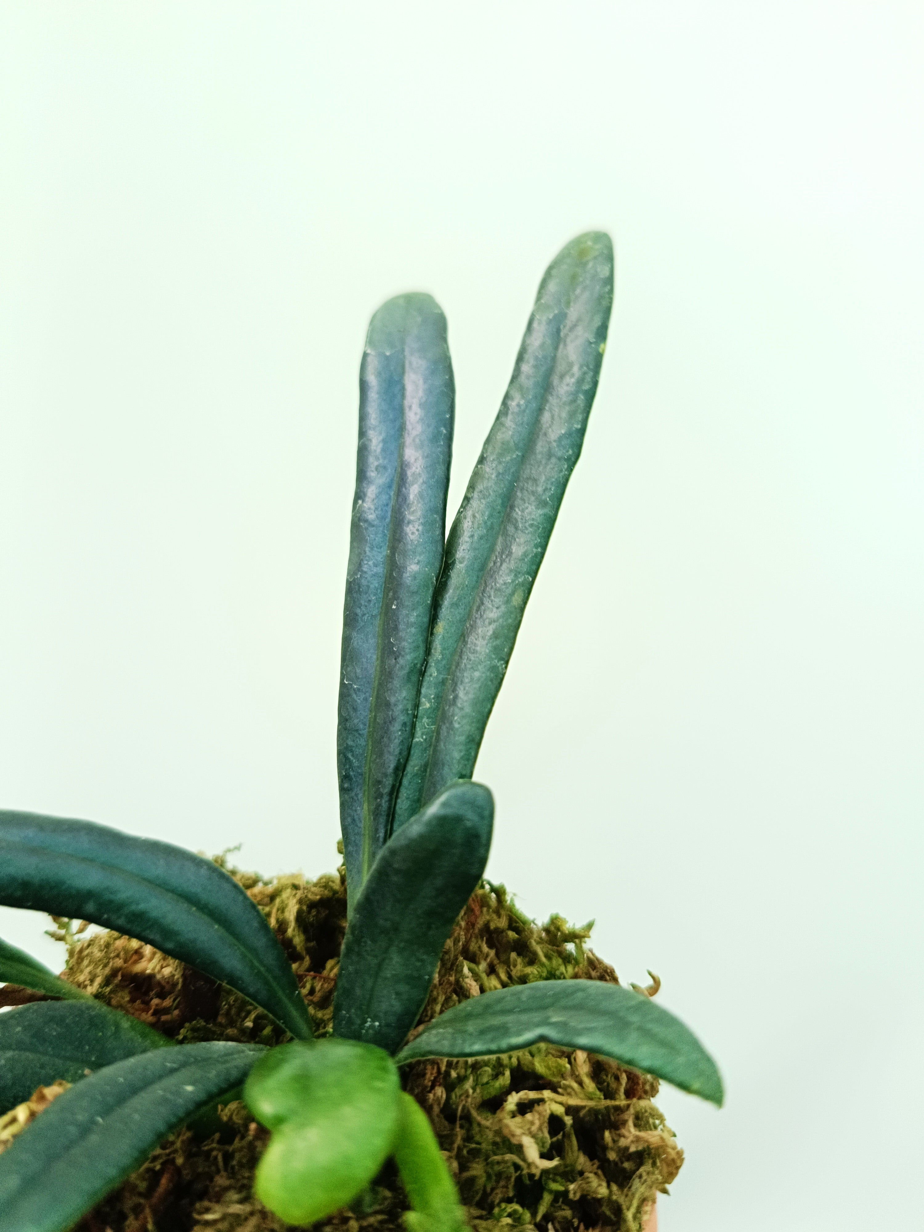 Microsorum thailandicum