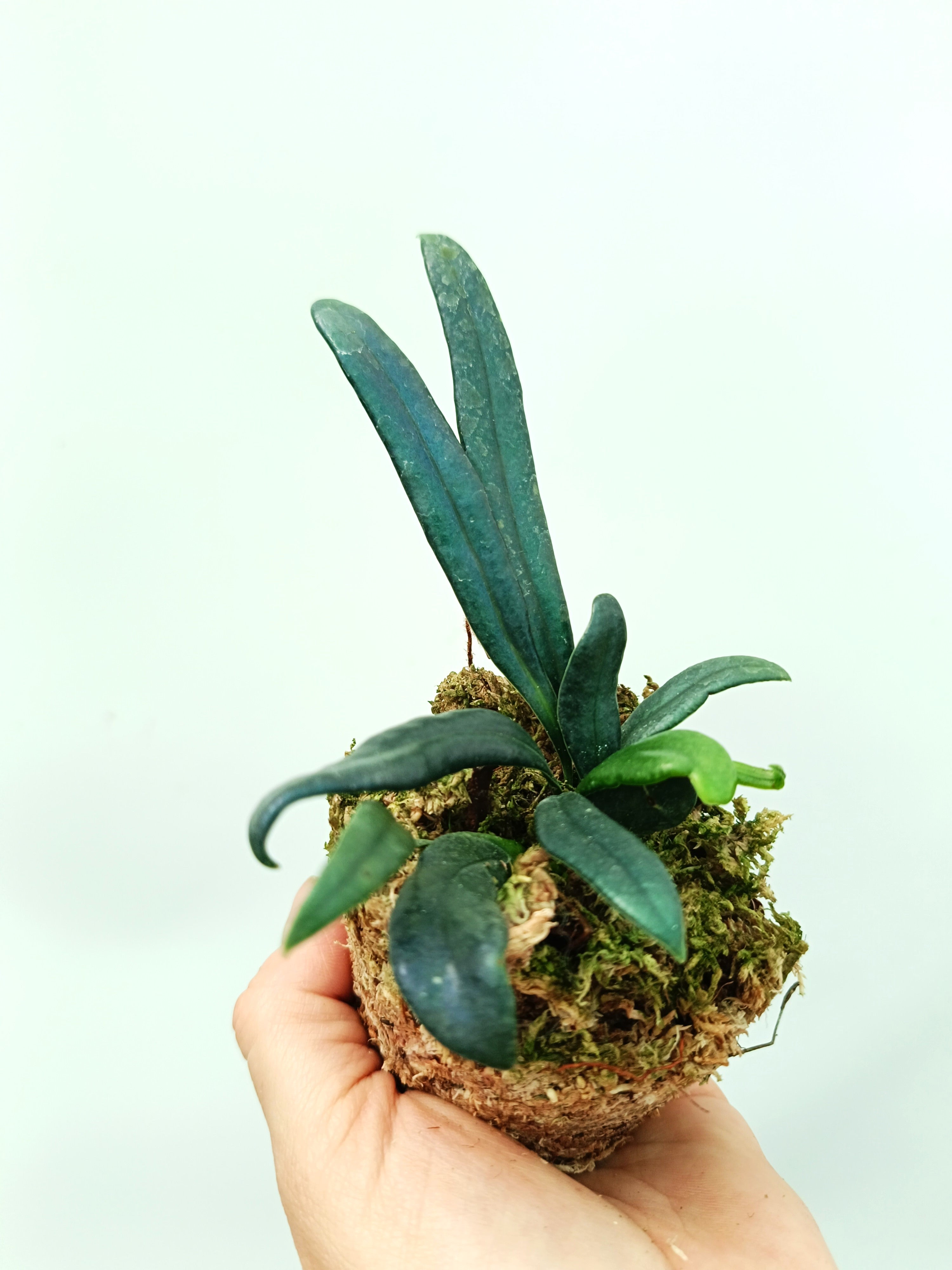 Microsorum thailandicum