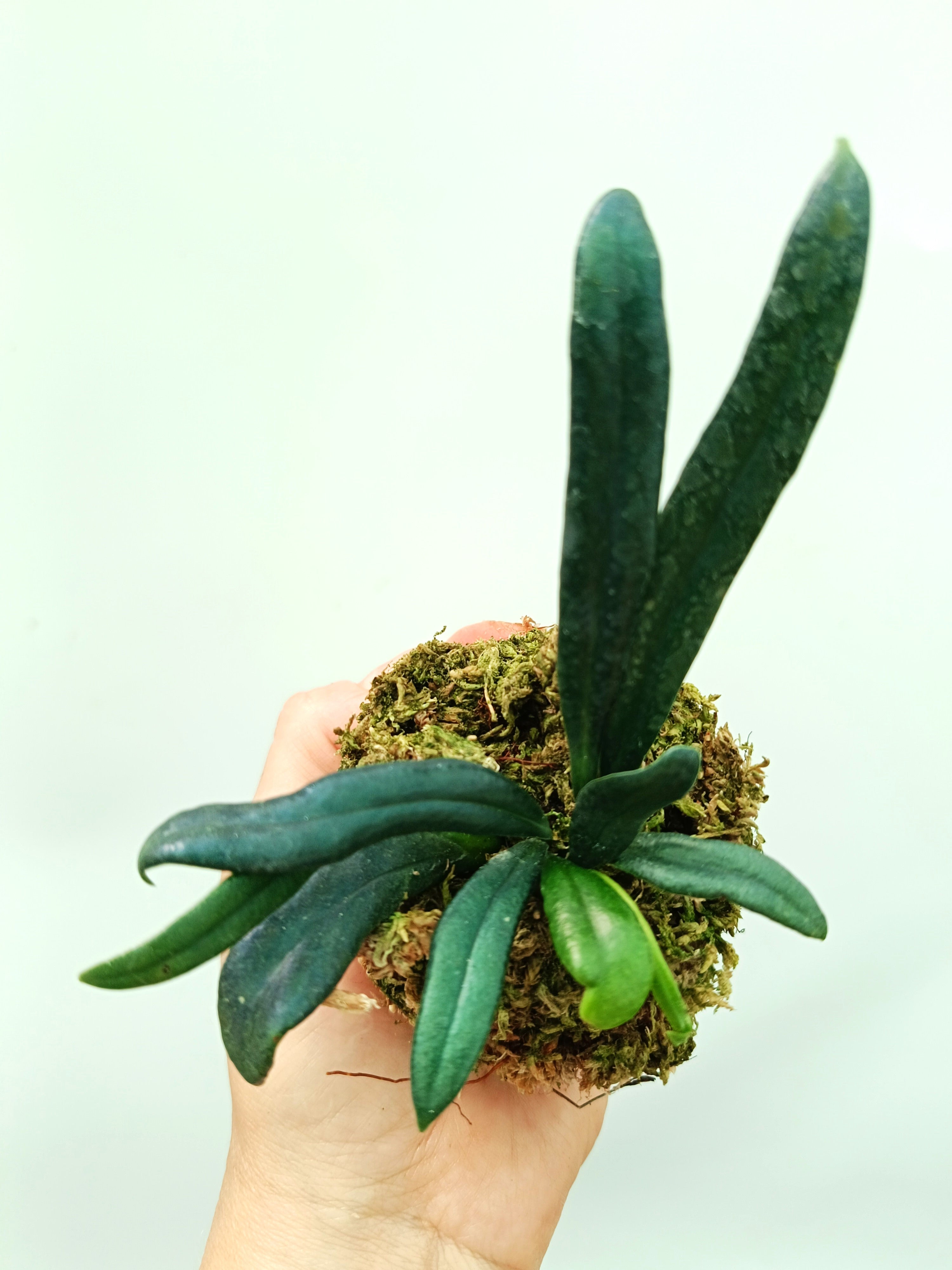 Microsorum thailandicum