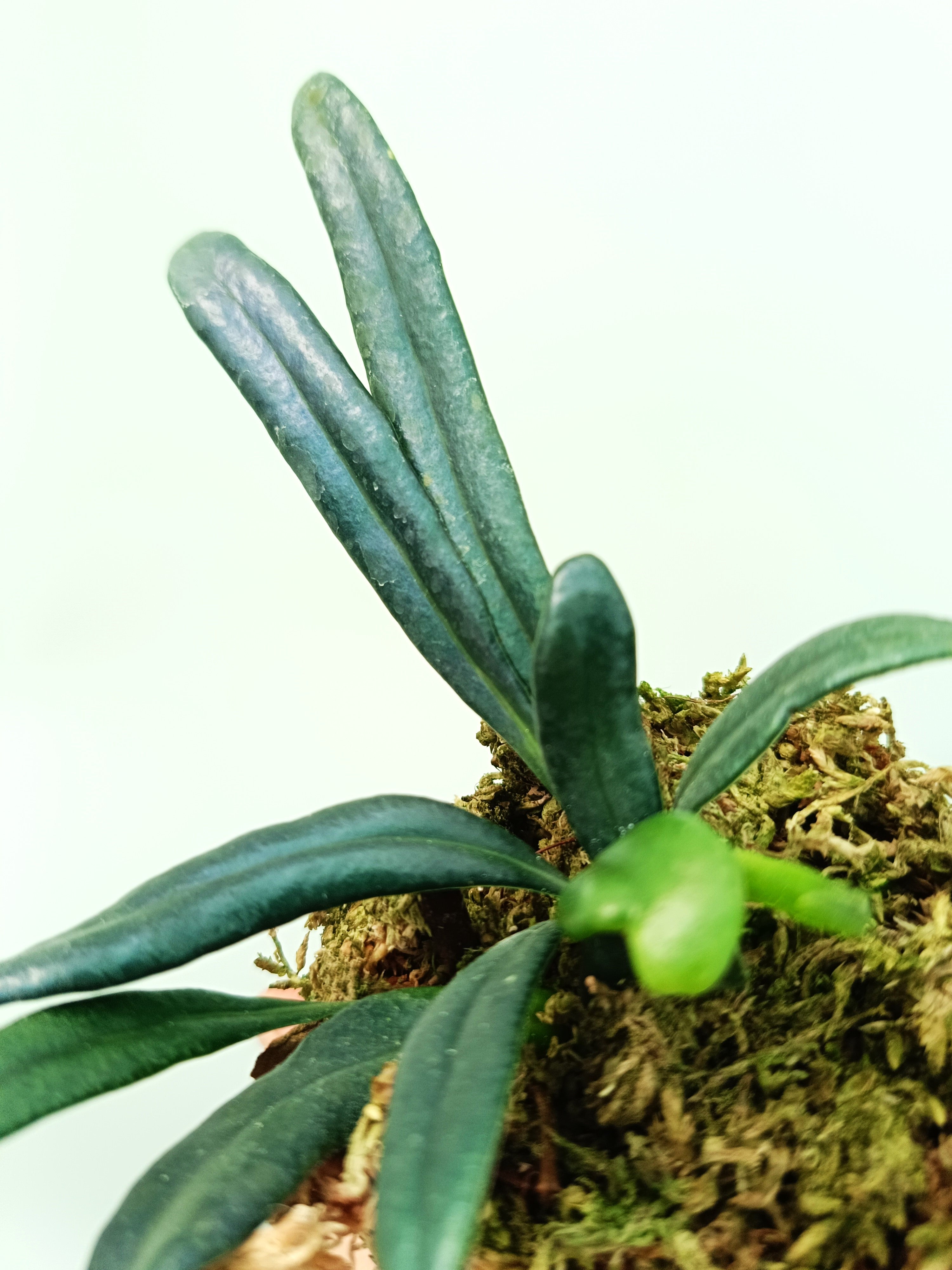 Microsorum thailandicum