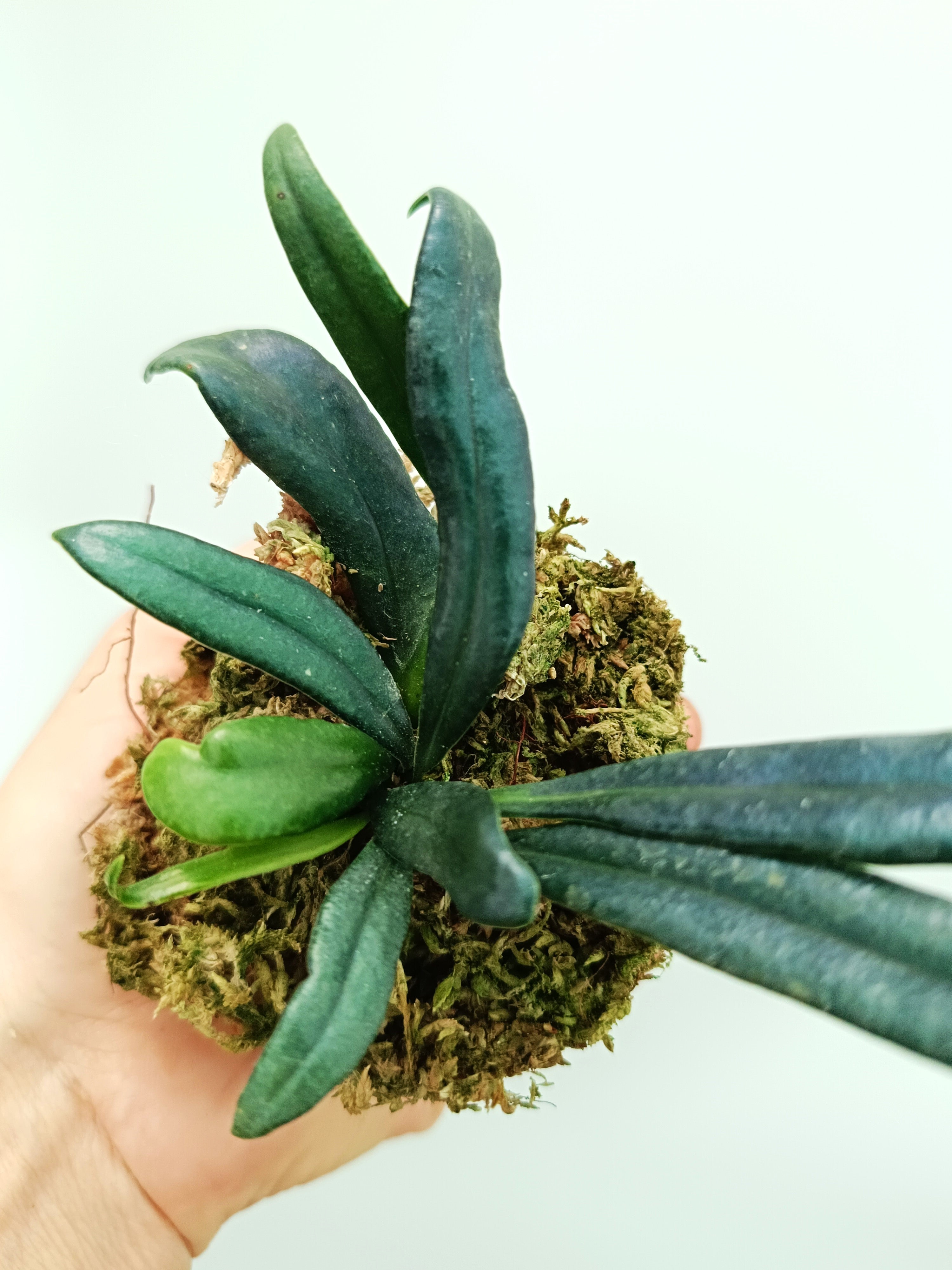 Microsorum thailandicum