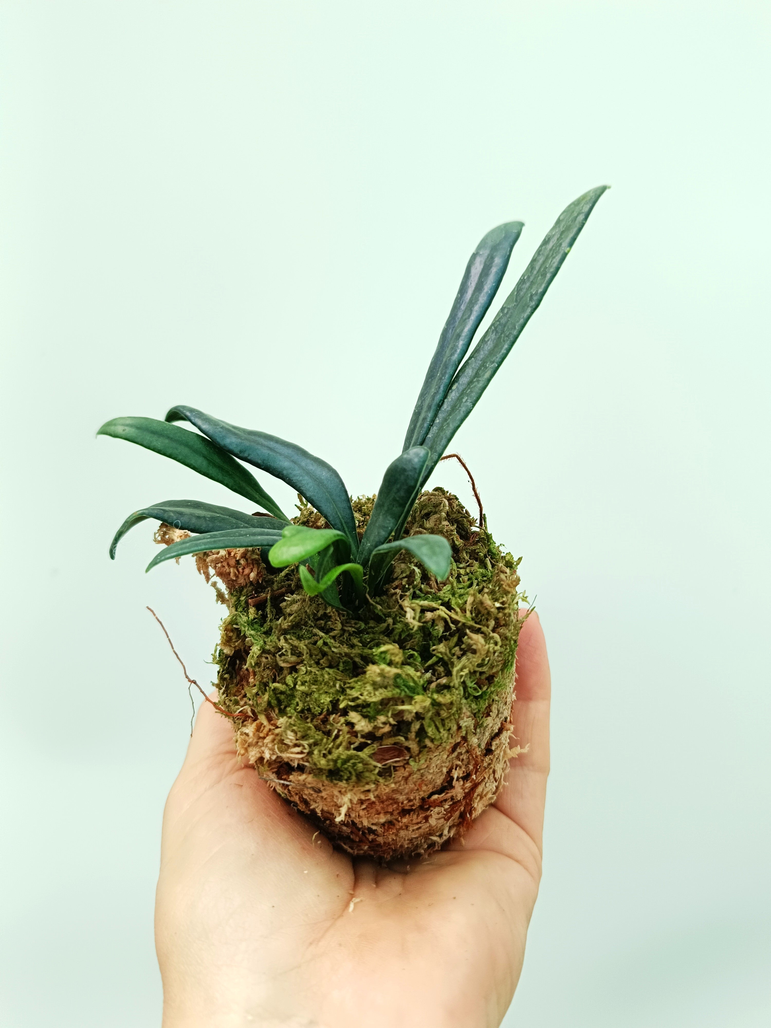 Microsorum thailandicum