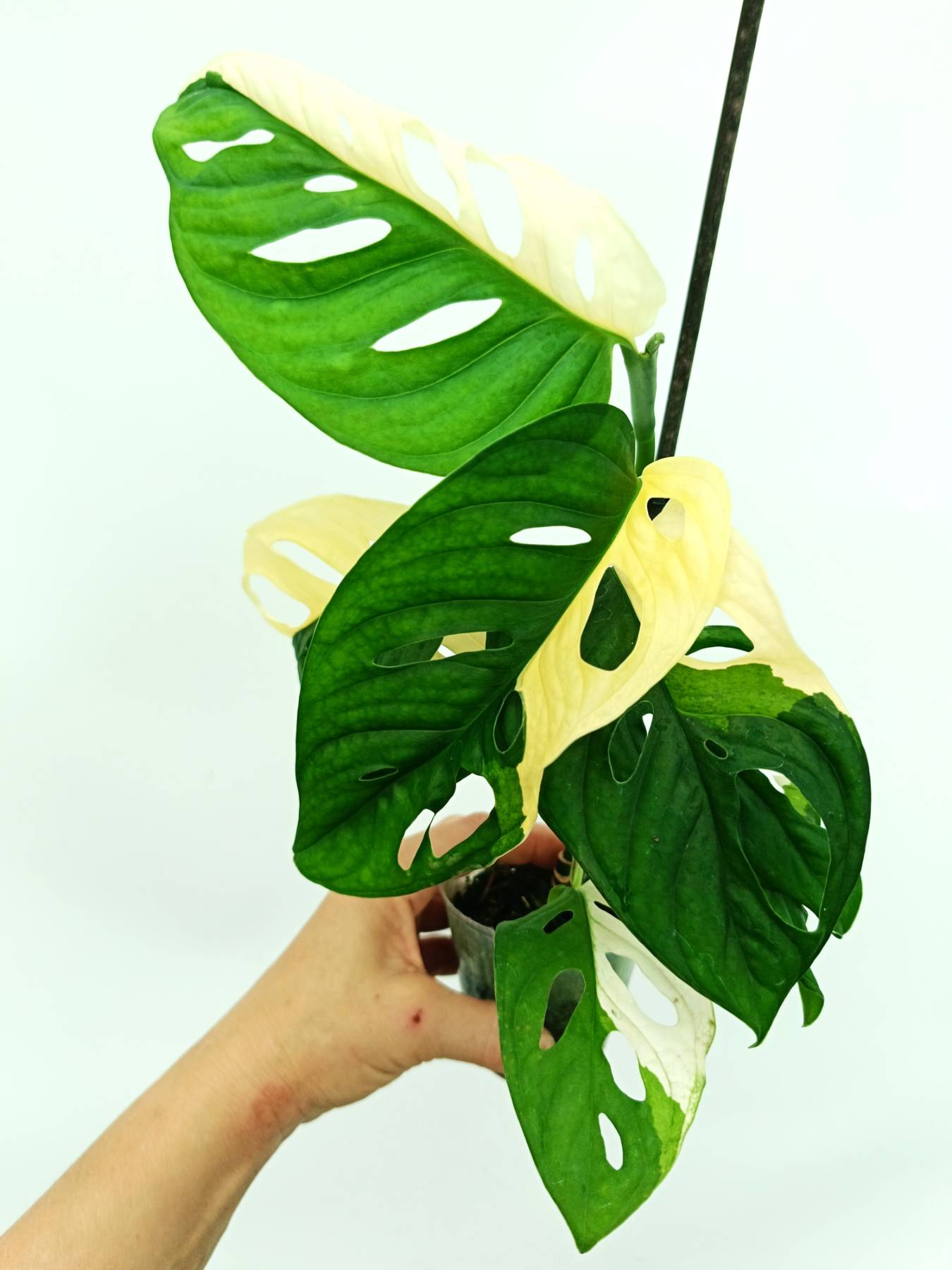 Monstera adansonii variegata