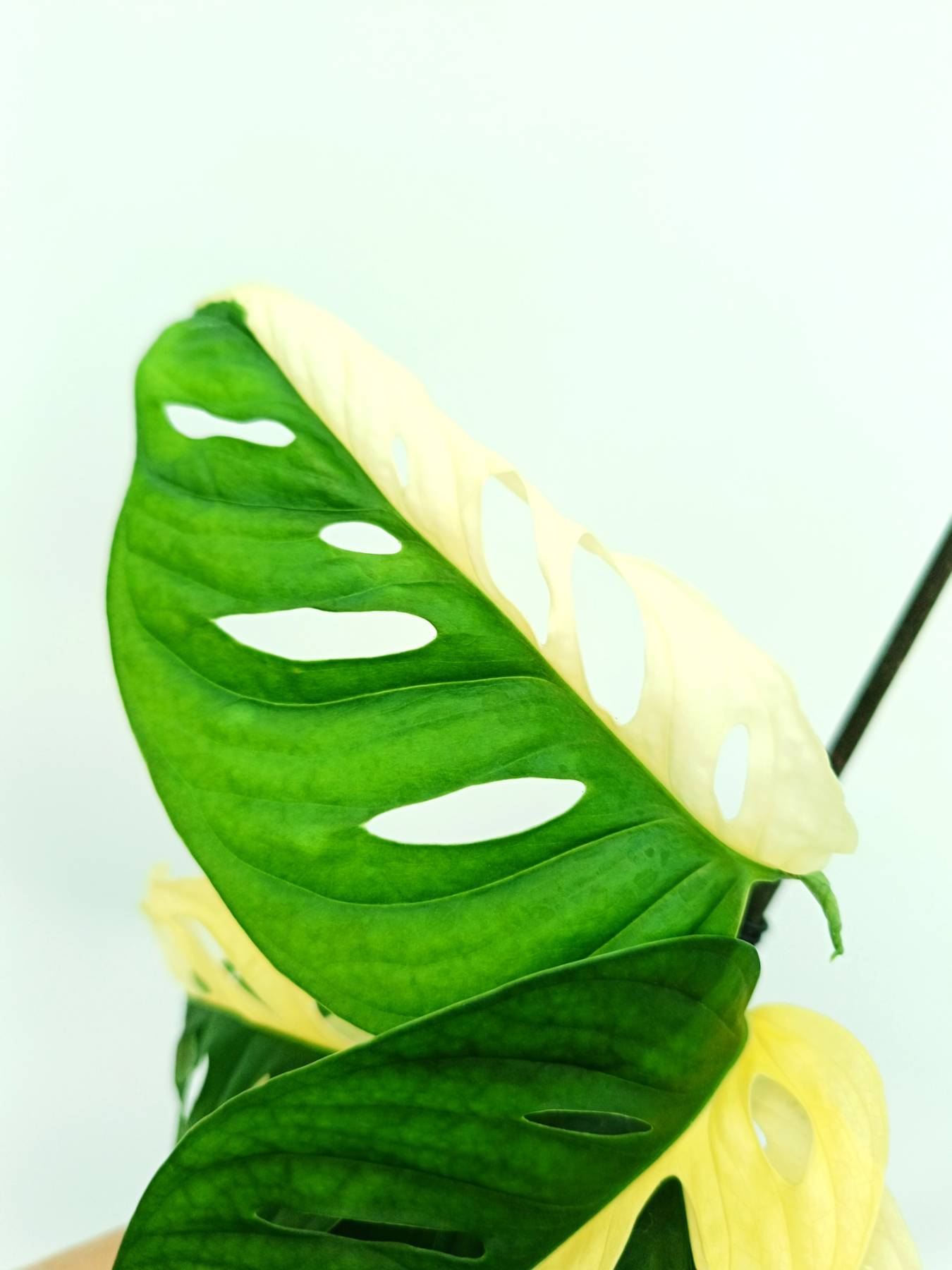 Monstera adansonii variegata