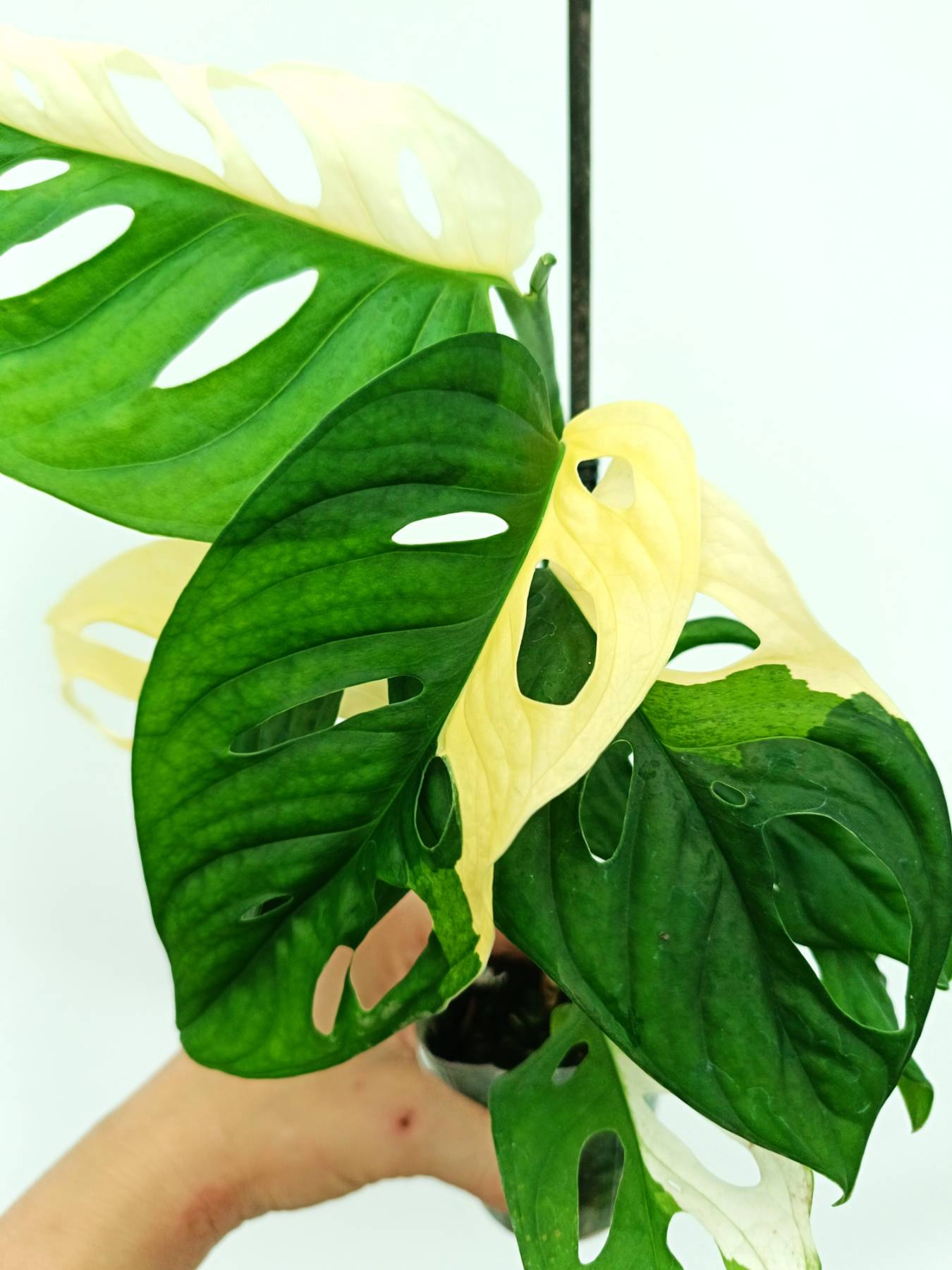 Monstera adansonii variegata