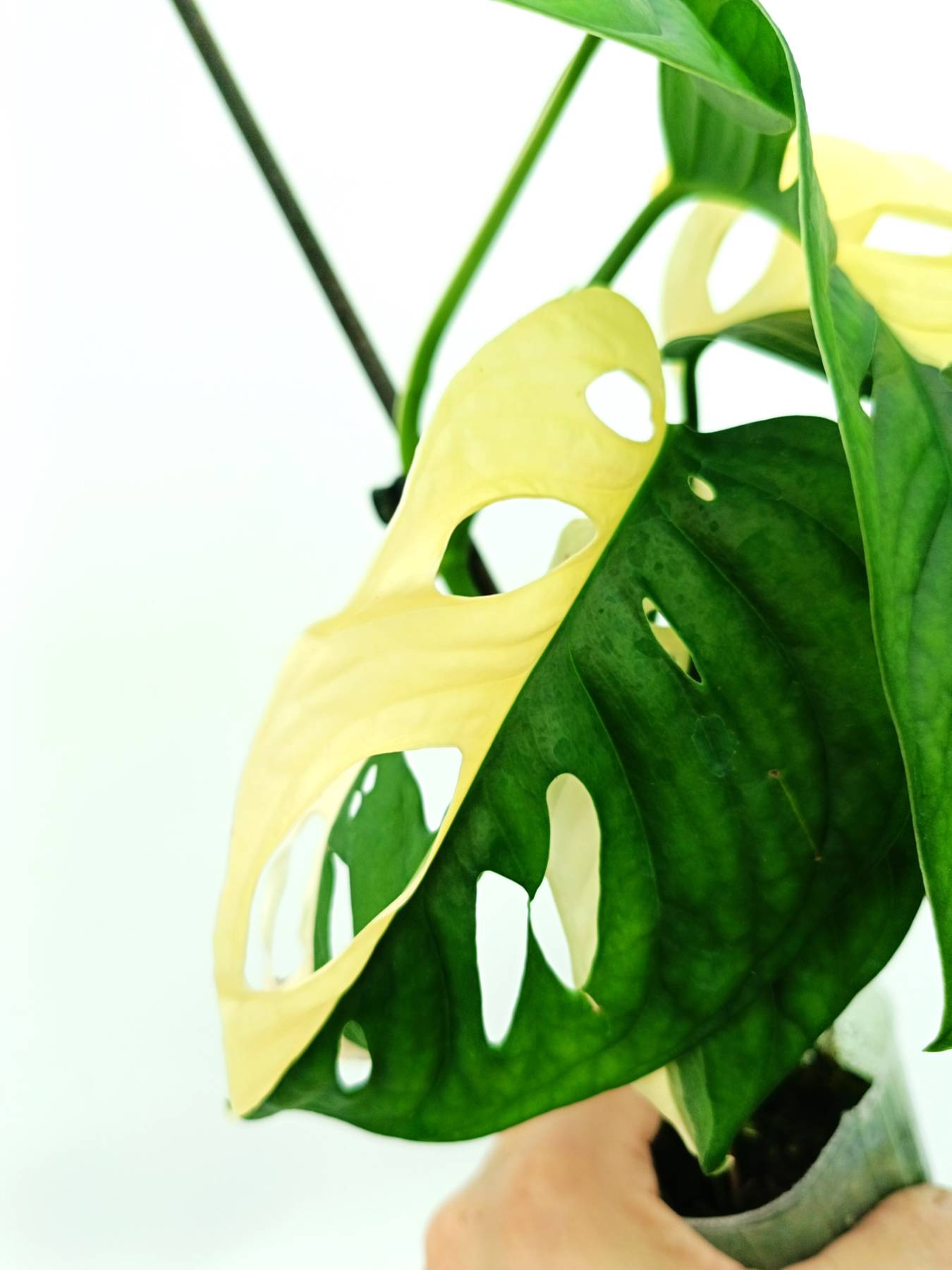 Monstera adansonii variegata