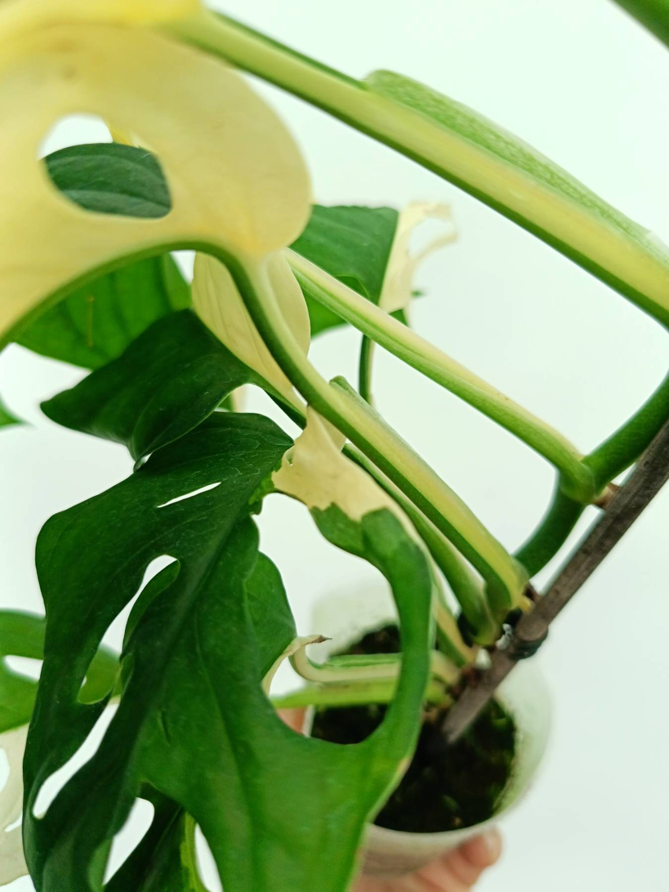 Monstera adansonii variegata