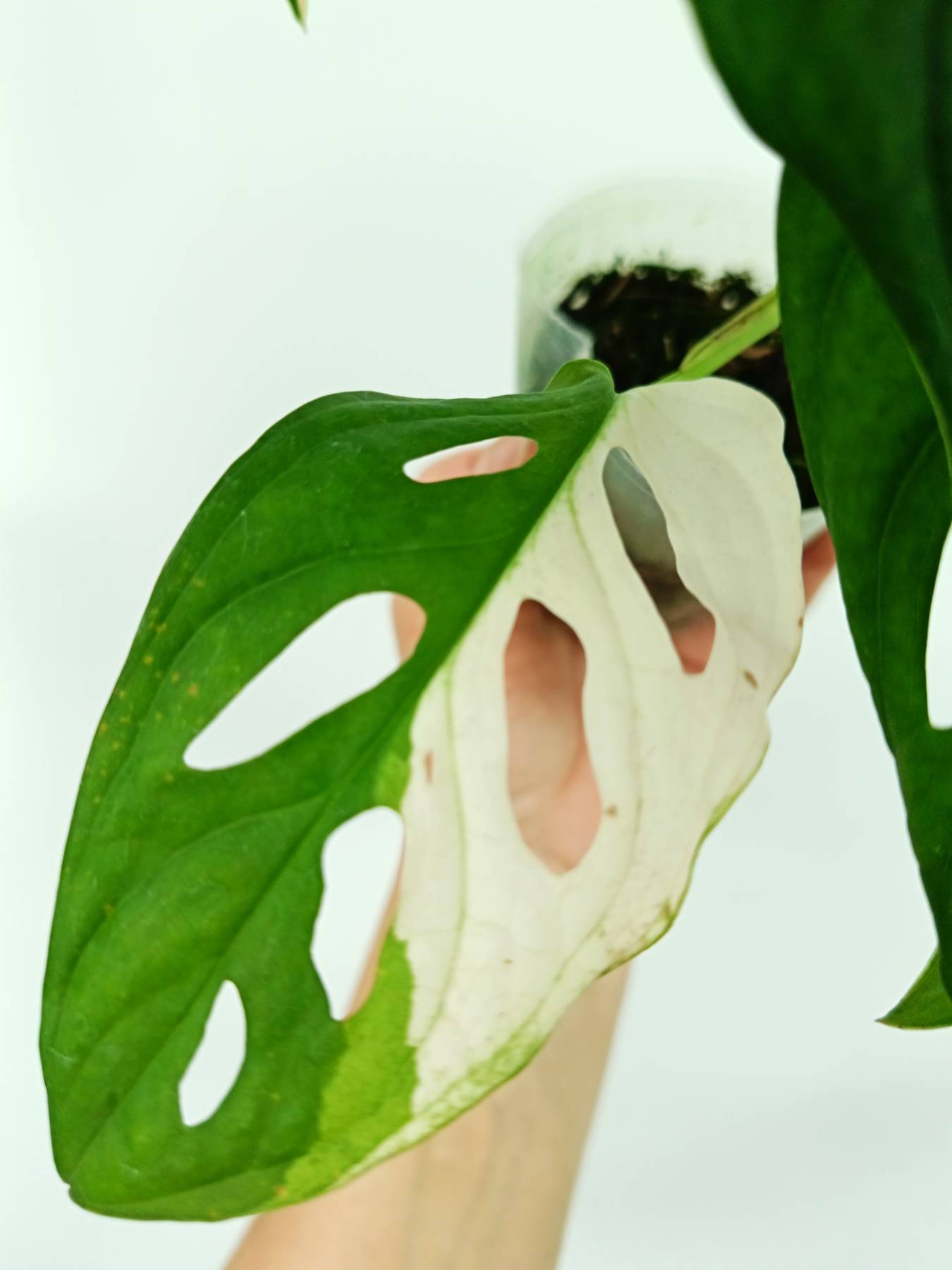 Monstera adansonii variegata