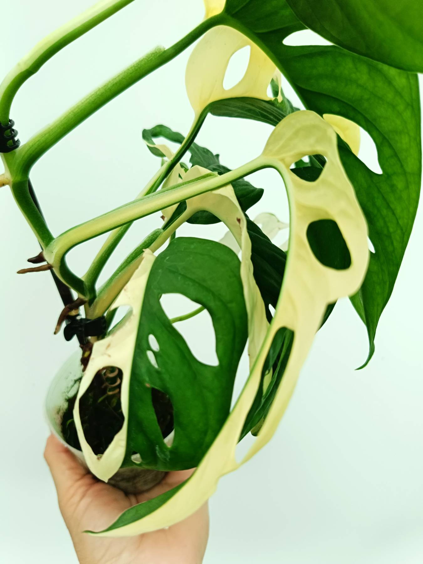 Monstera adansonii variegata