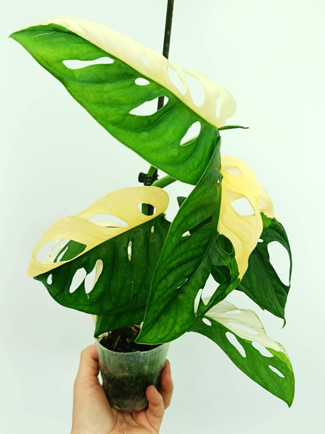Monstera adansonii variegata