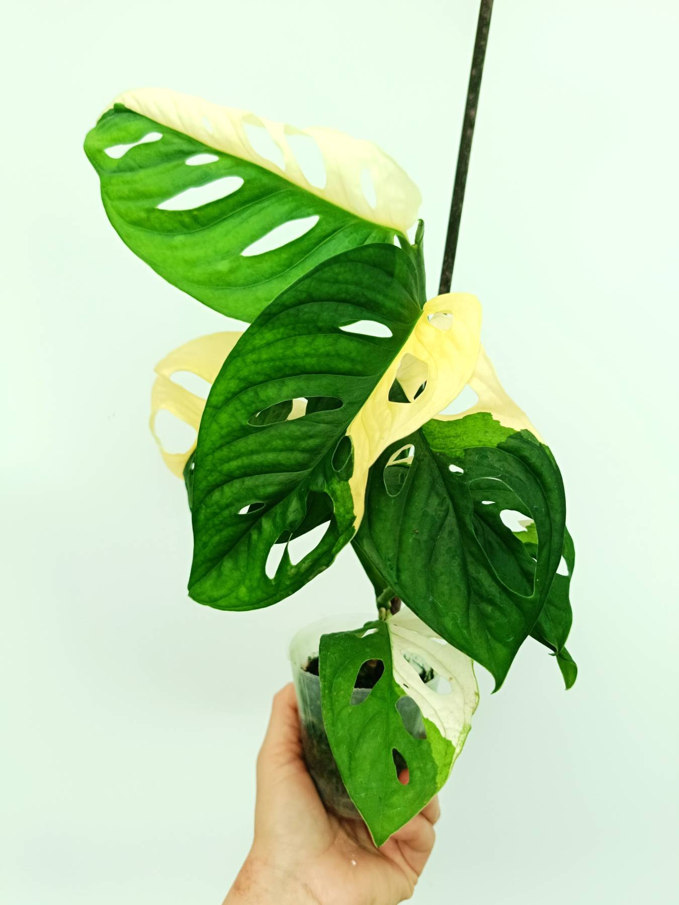 Monstera adansonii variegata