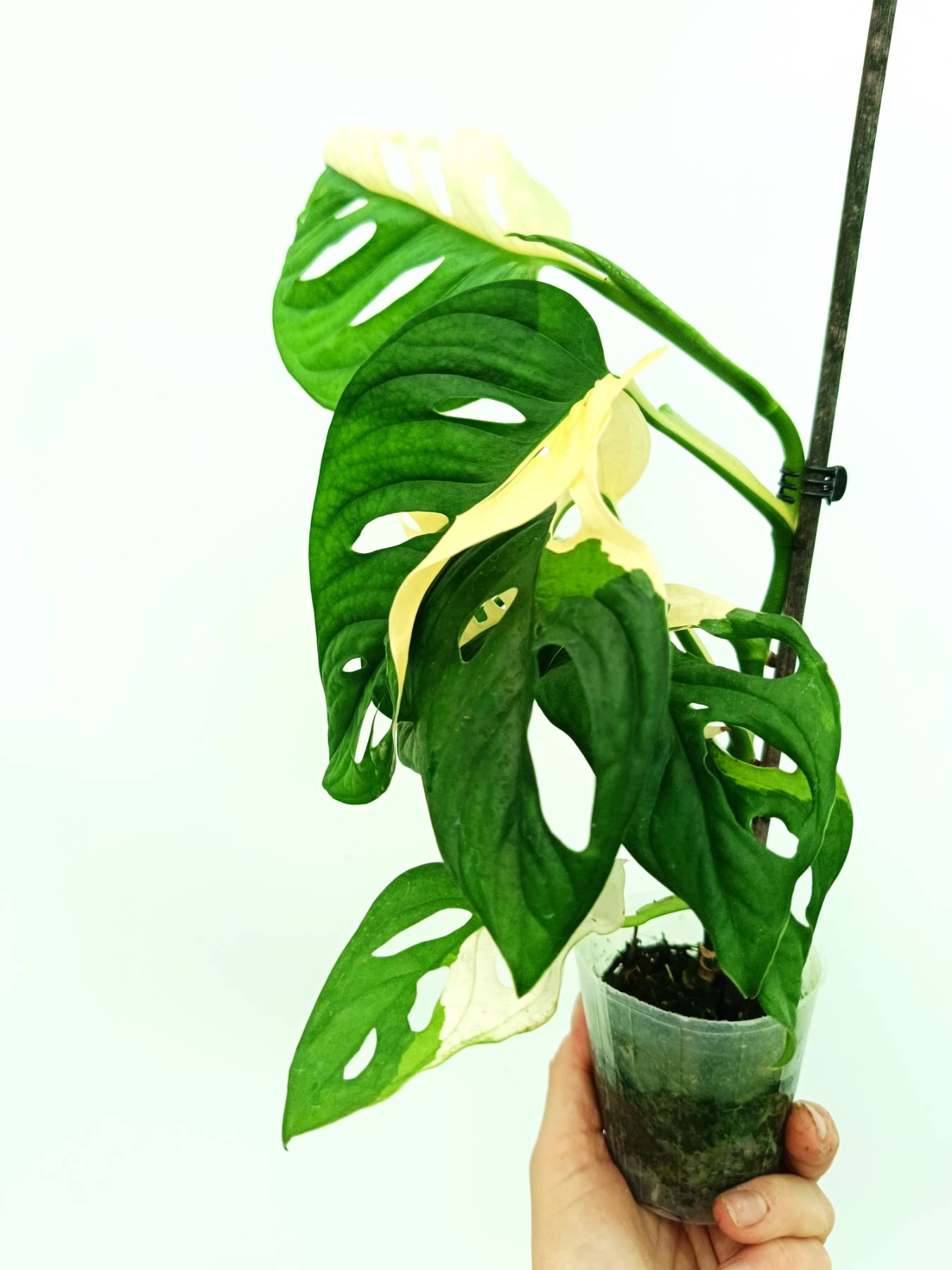 Monstera adansonii variegata