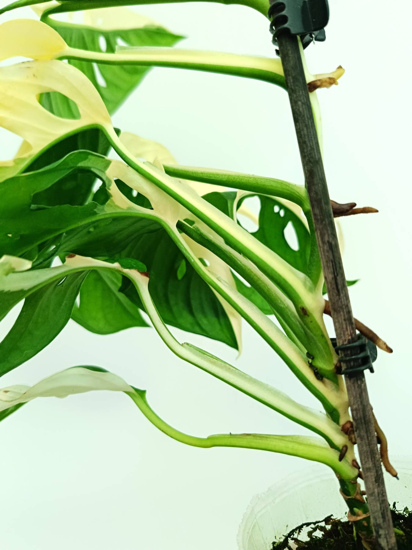 Monstera adansonii variegata