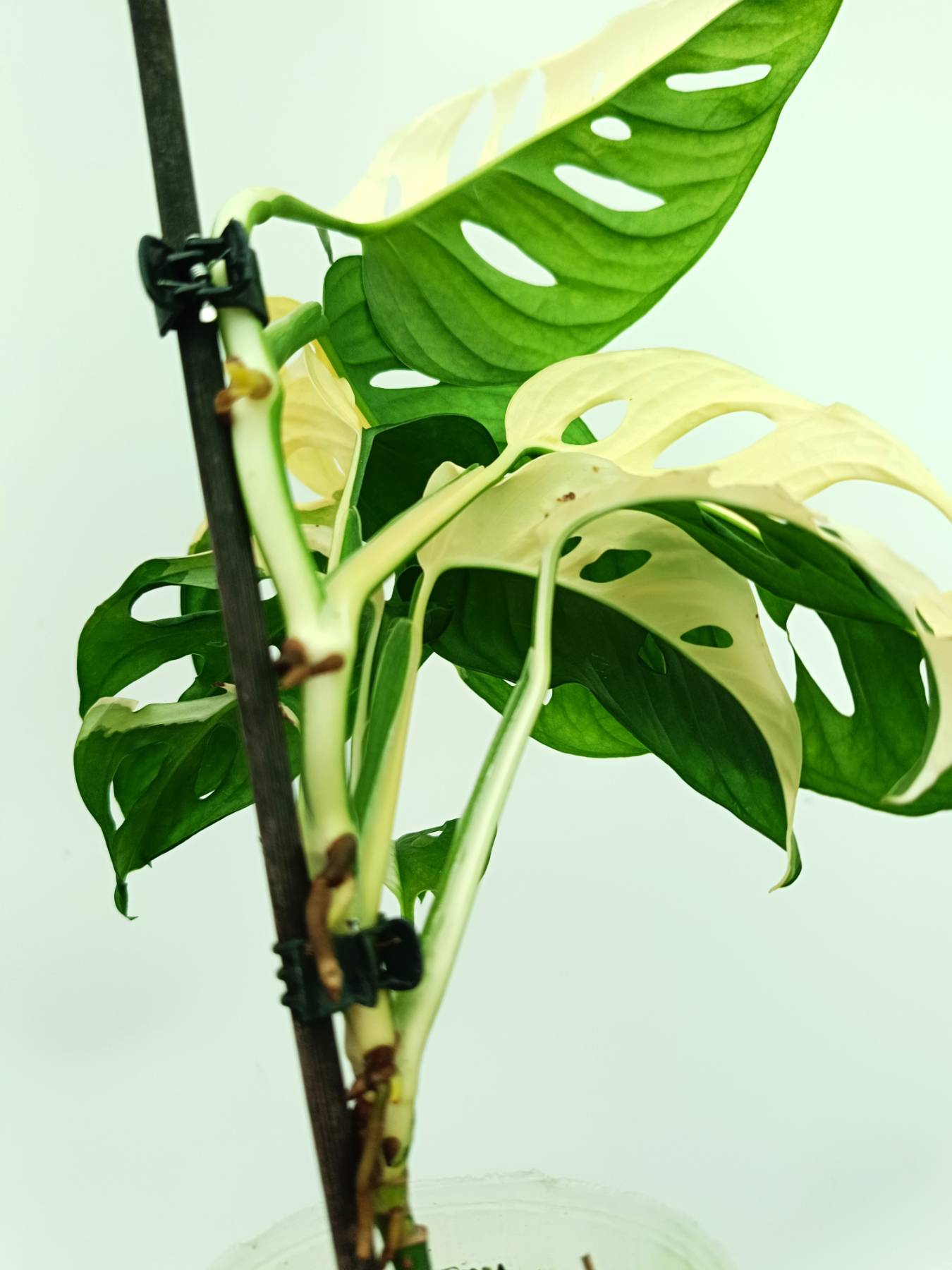 Monstera adansonii variegata