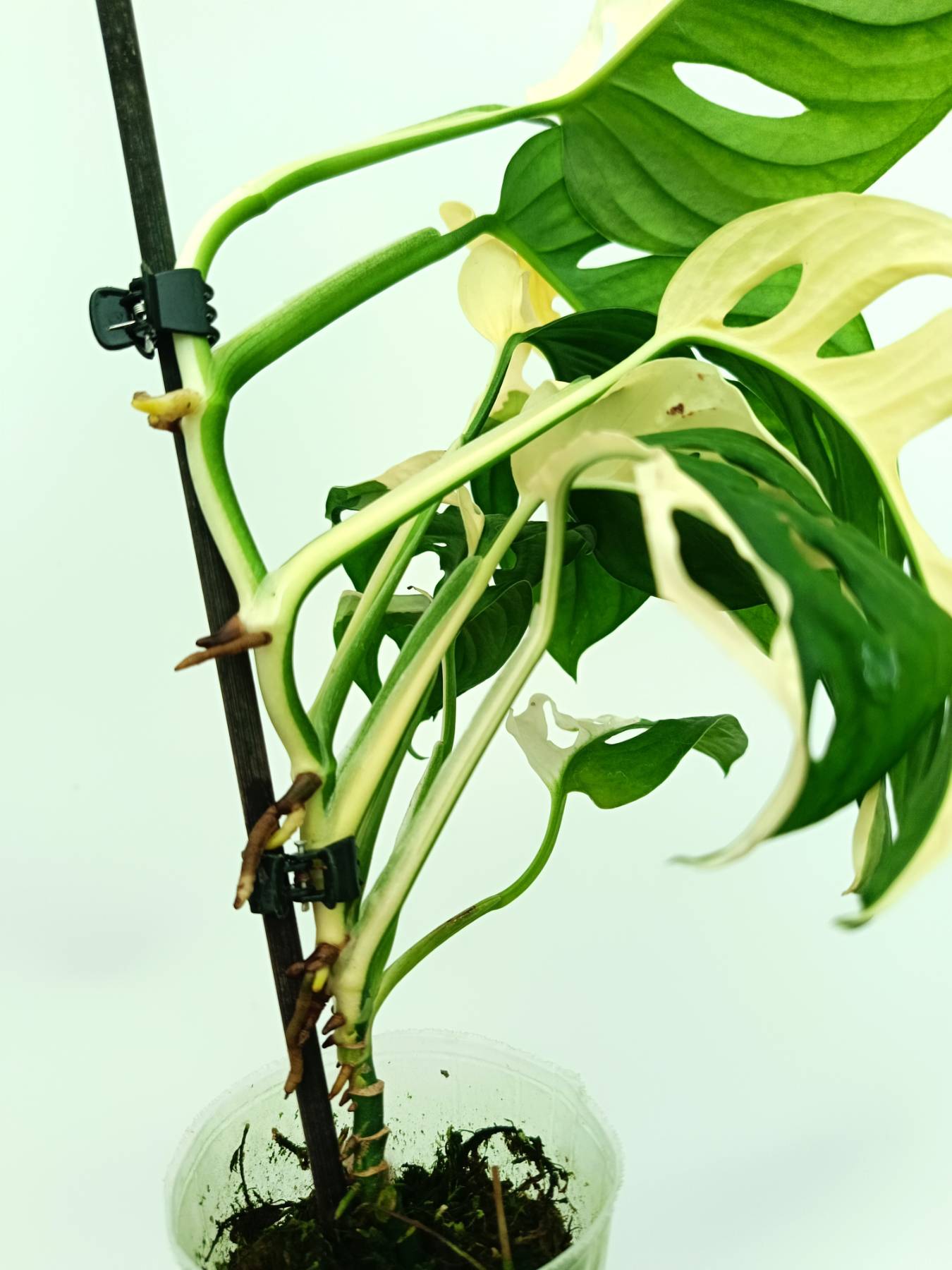 Monstera adansonii variegata