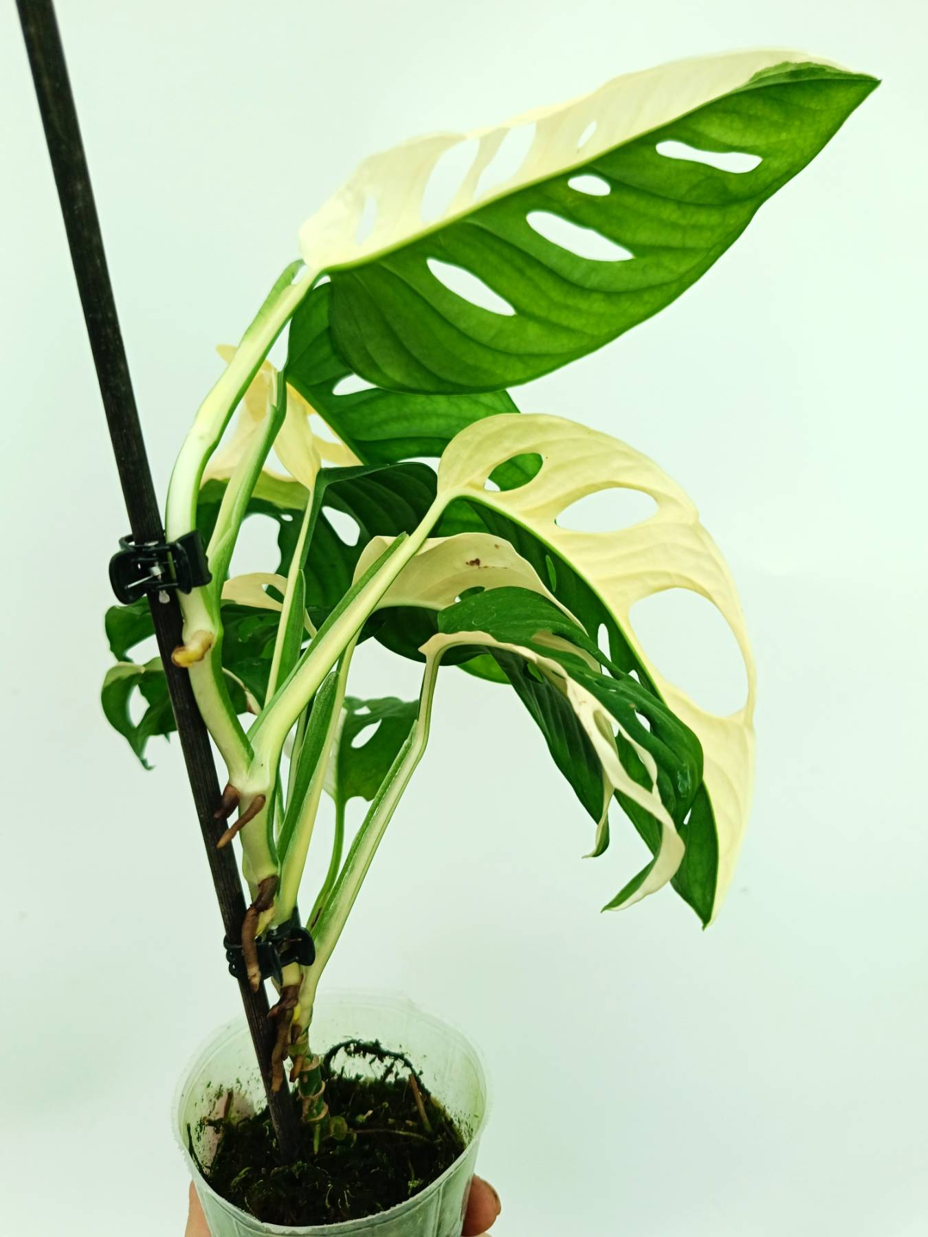 Monstera adansonii variegata