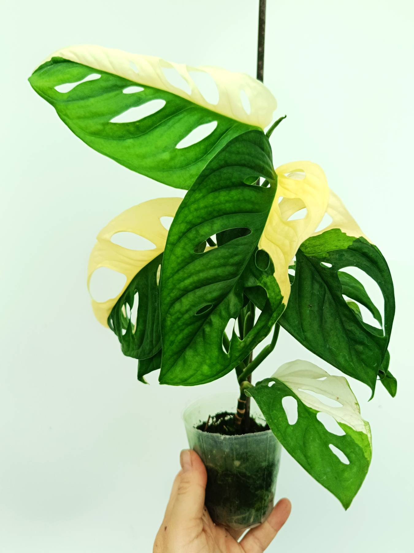 Monstera adansonii variegata